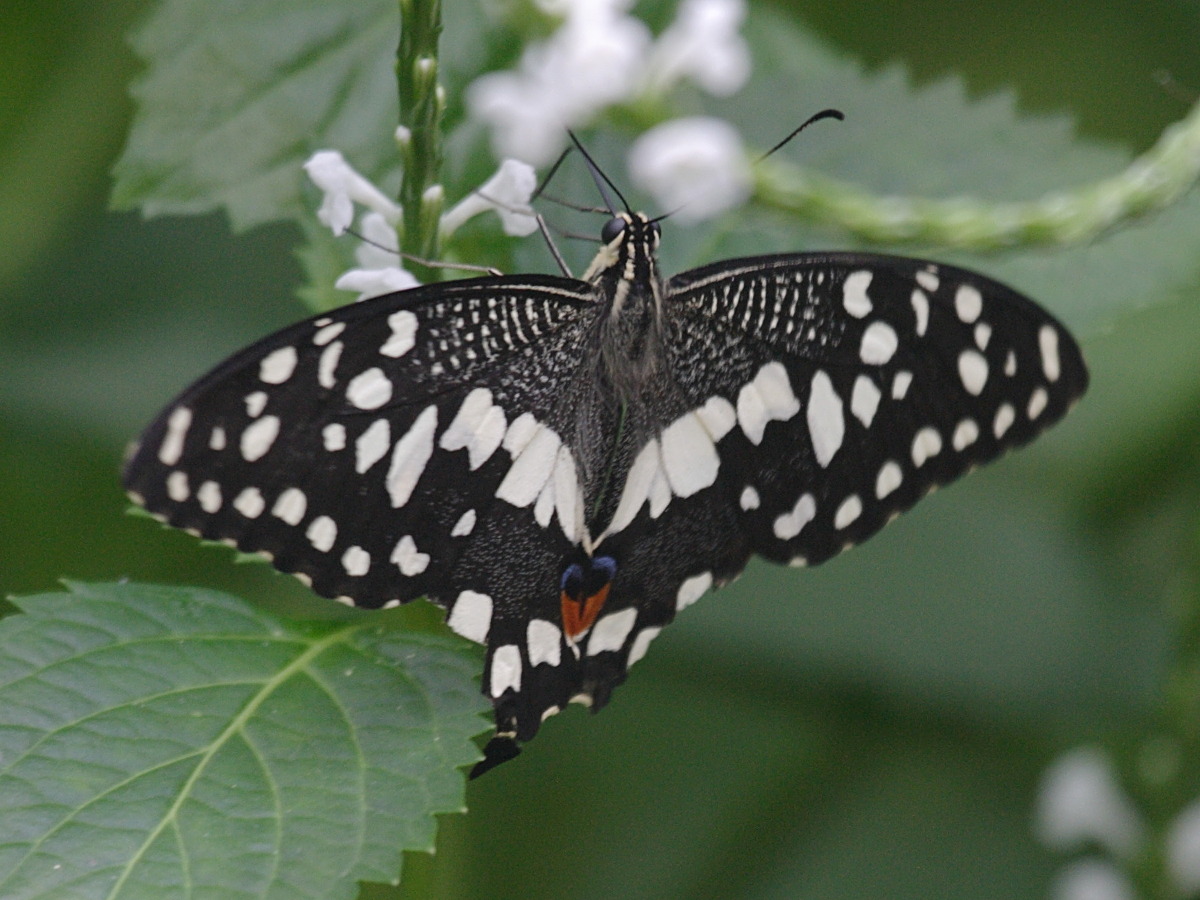 Afficher le média papilio_demoleus1bd papilio_demoleus1bd