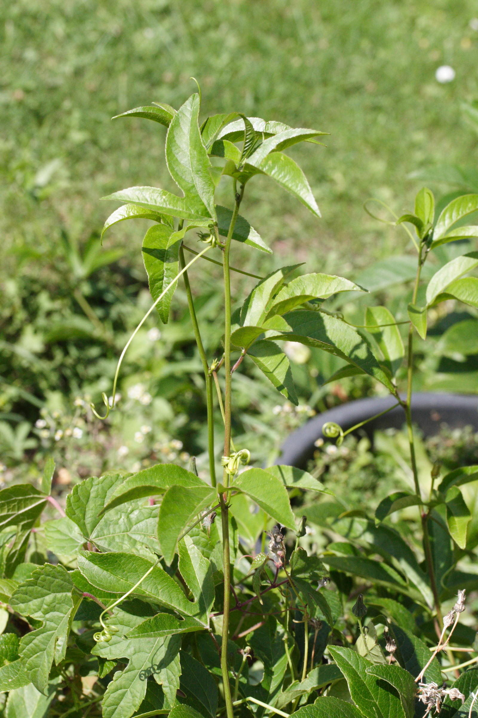 passiflora_incarnata1md