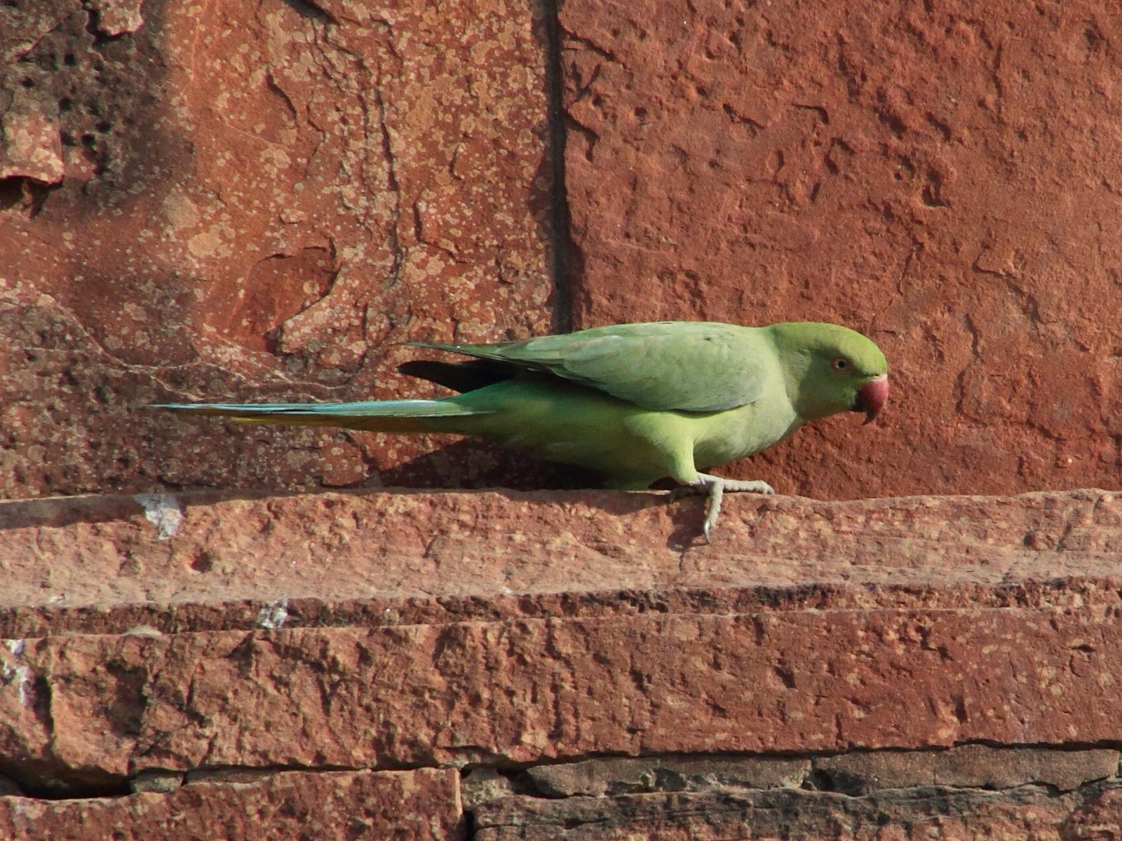 perruche_a_collier_-_psittacula_krameri5md