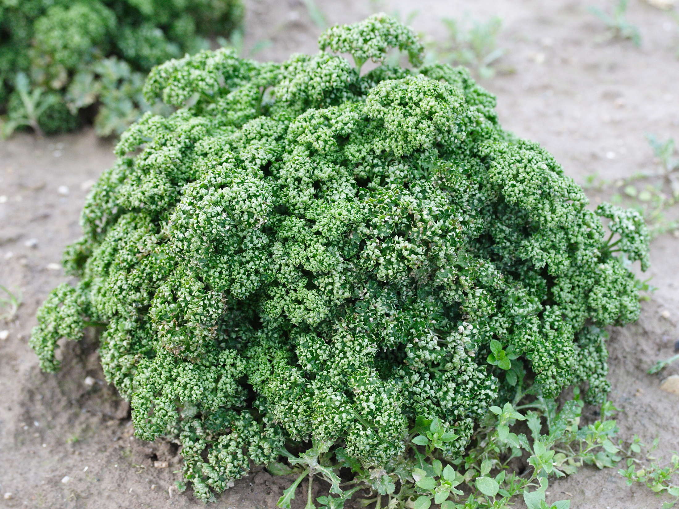 petroselinum_crispum3md