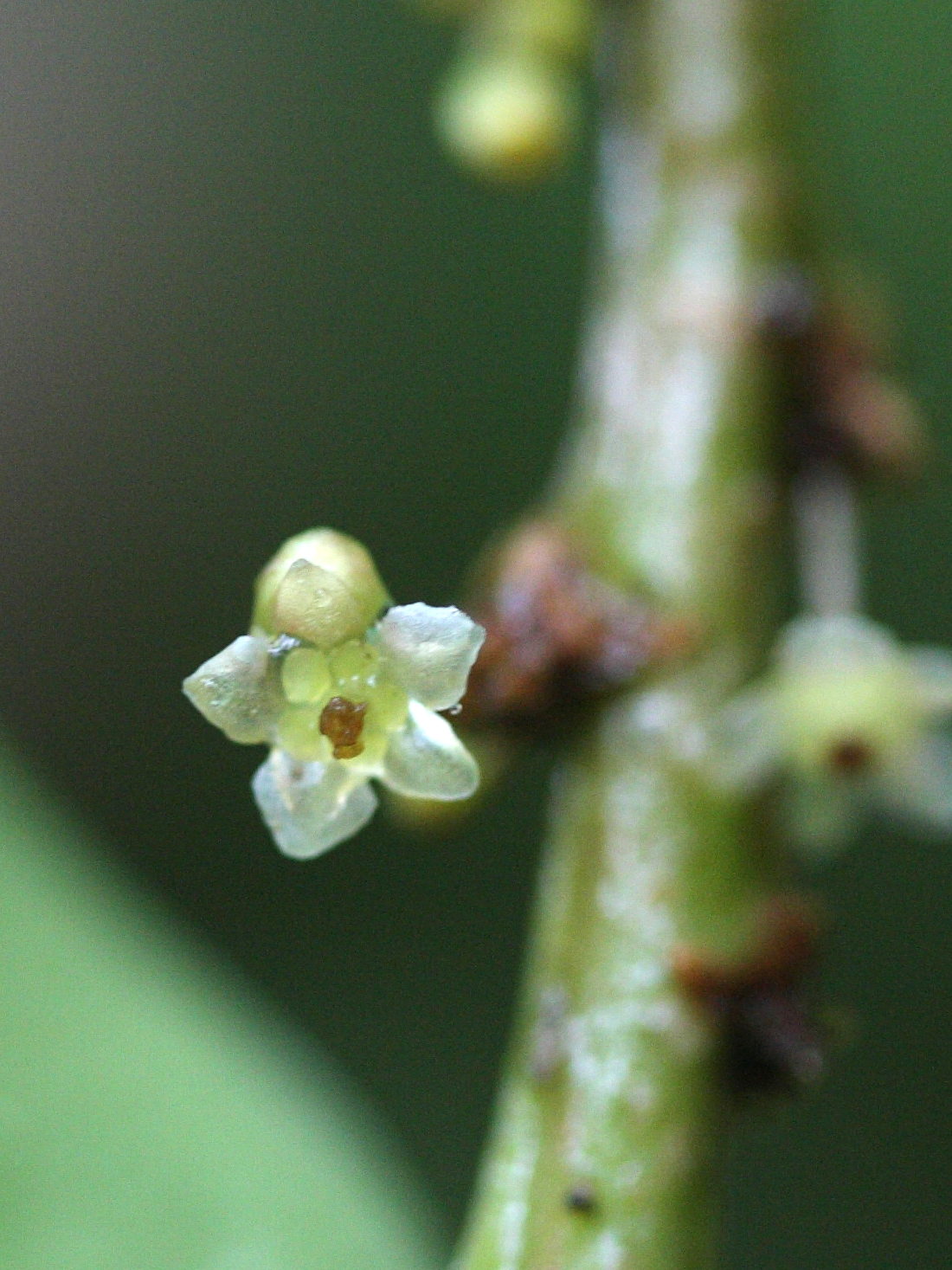 phyllanthus_phillyreifolius4md