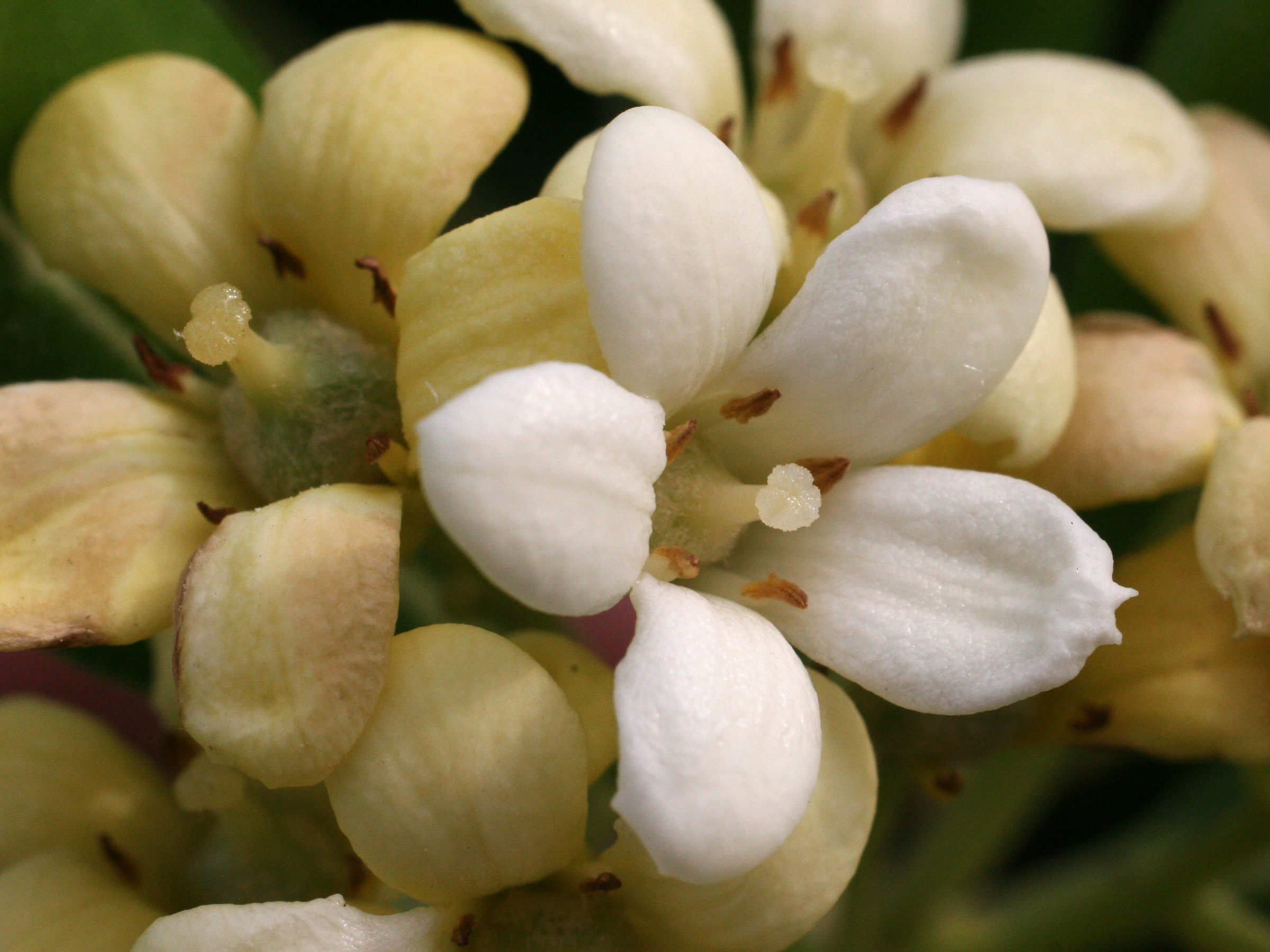 Afficher le média pittosporum_tobira3md pittosporum_tobira3md