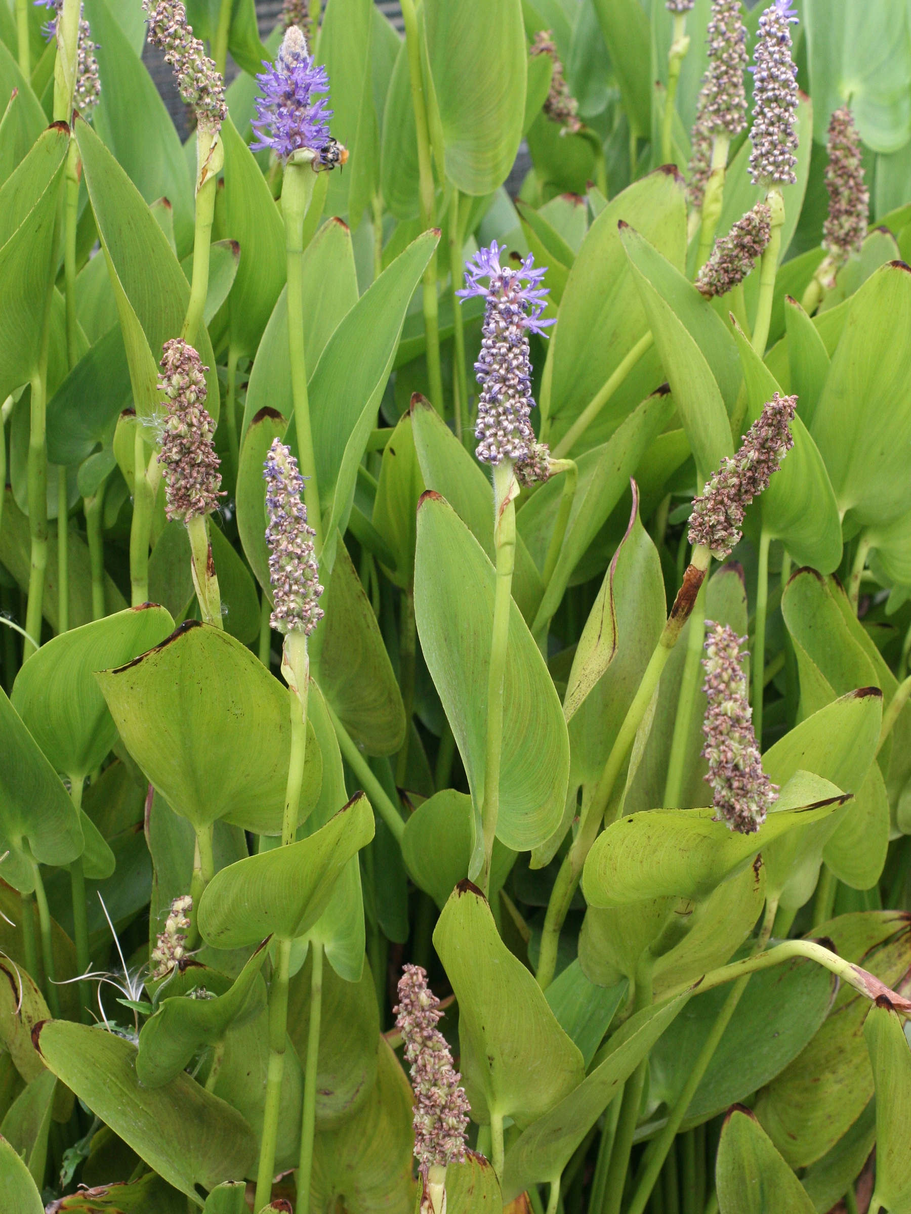 pontederia_cordata1amd