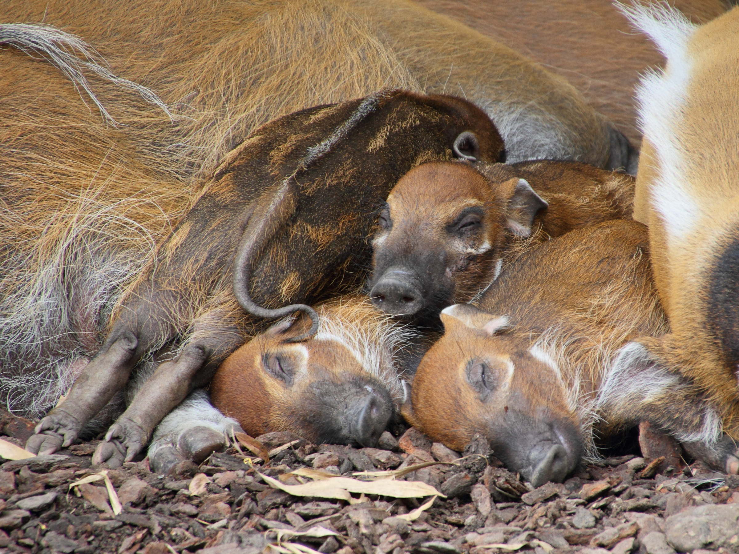 potamochoerus_porcus5md