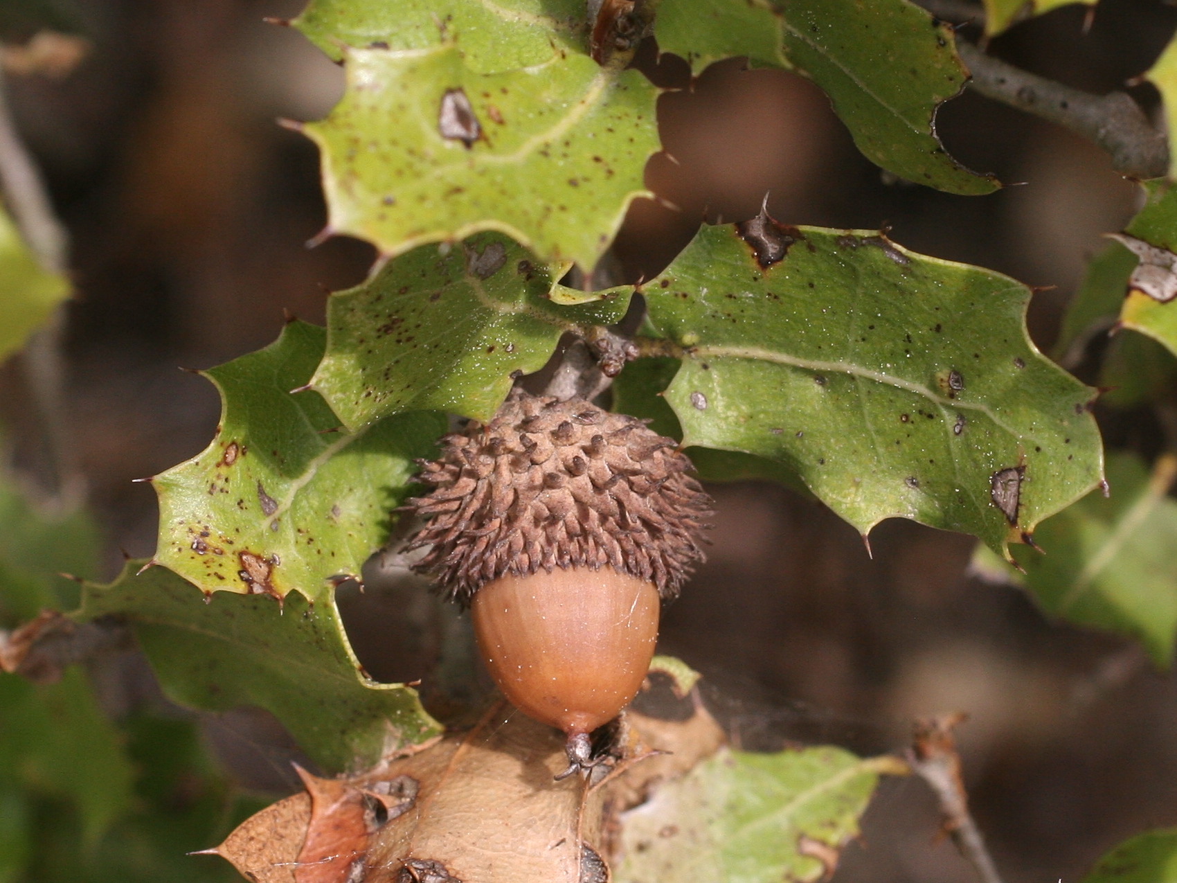 quercus_coccifera3md