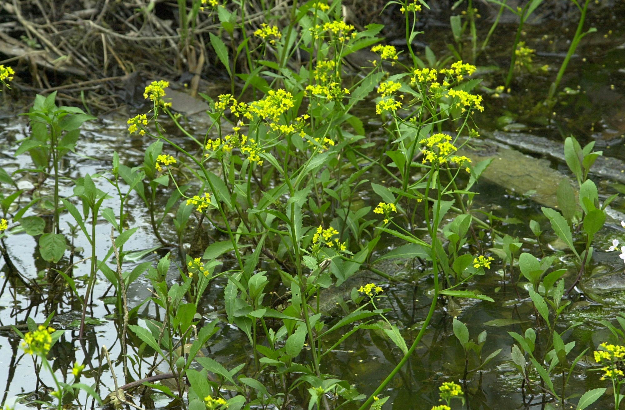 Afficher le média rorippa_amphibia1cmd rorippa_amphibia1cmd