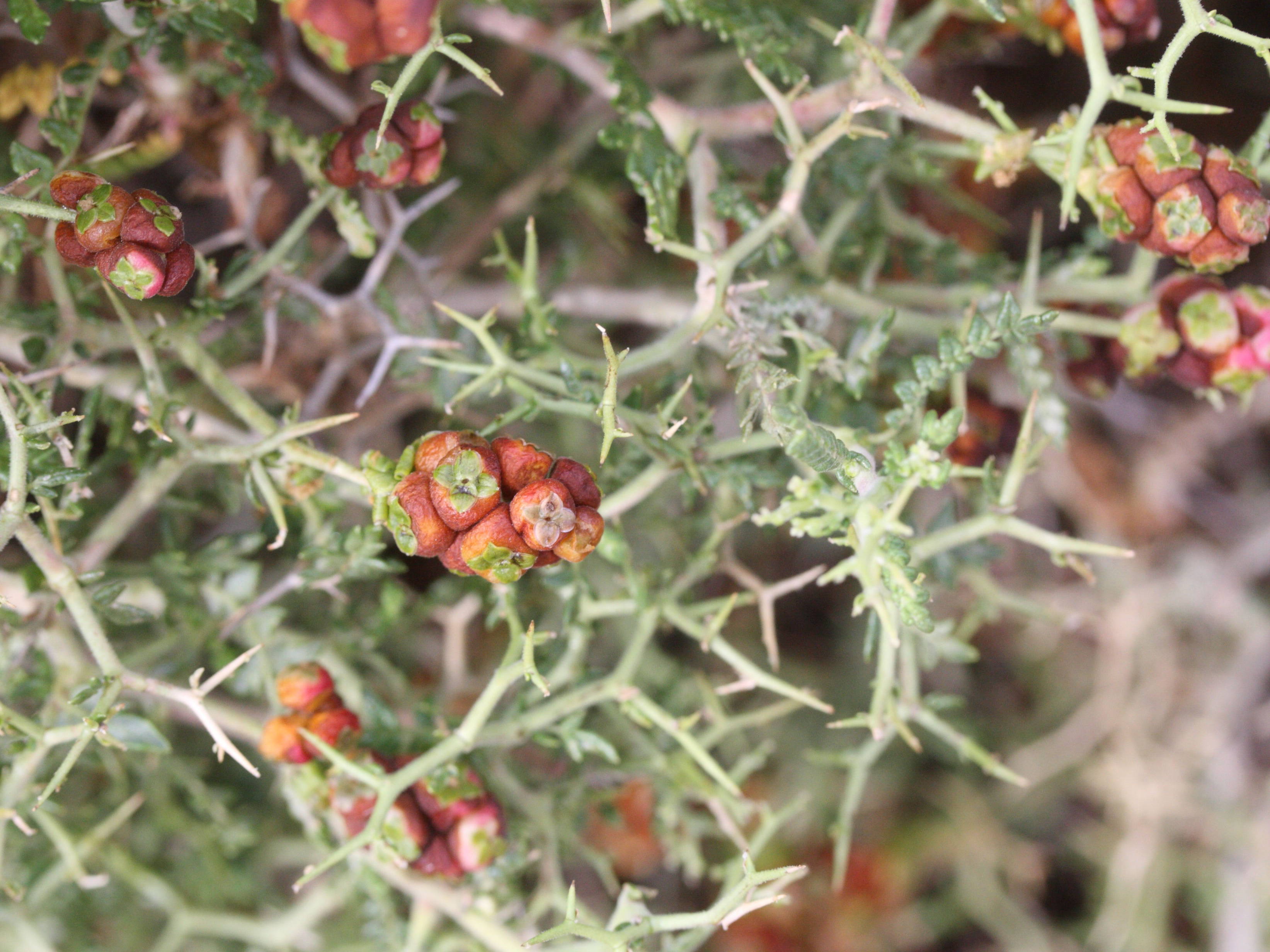 sarcopoterium_spinosum7md