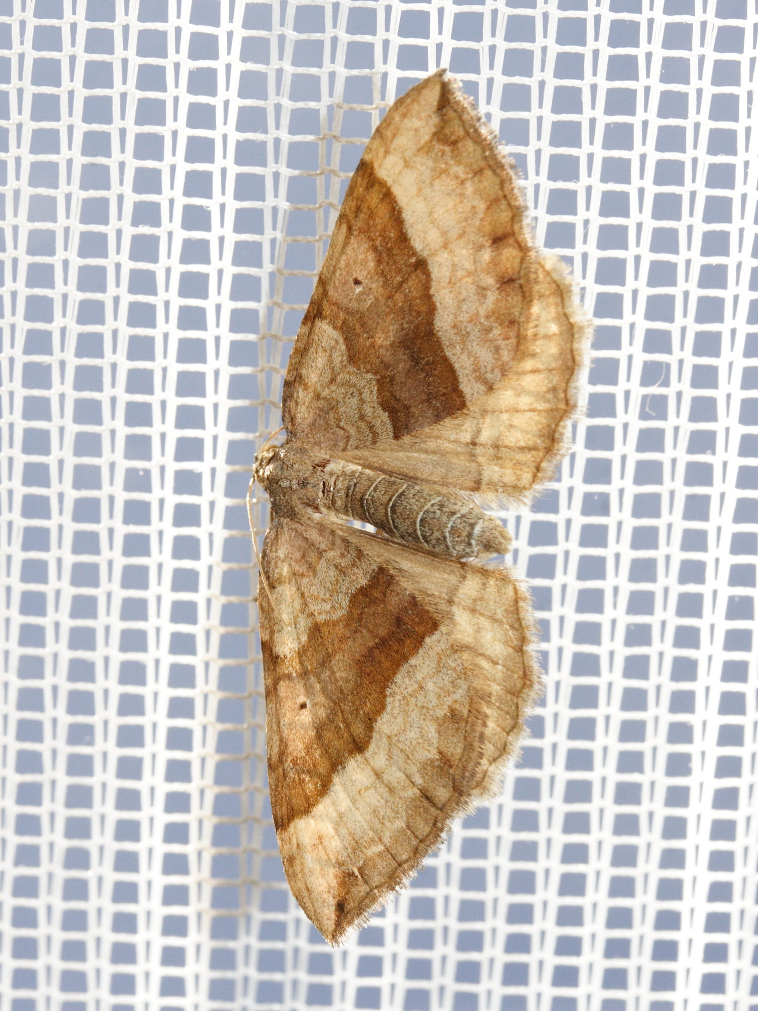 Afficher le média scotopteryx_chenopodiata4md scotopteryx_chenopodiata4md