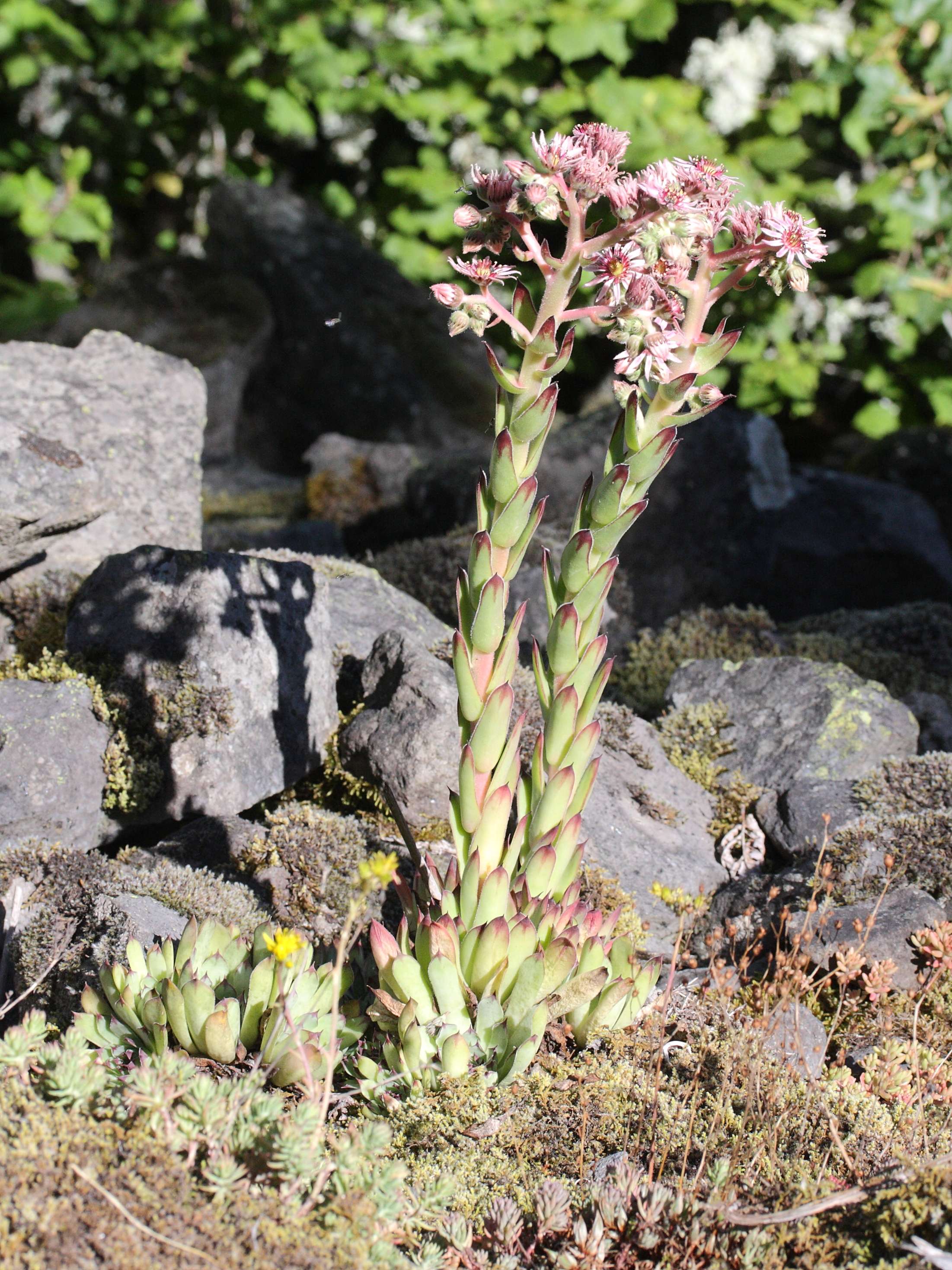 Sempervivum_tectorum