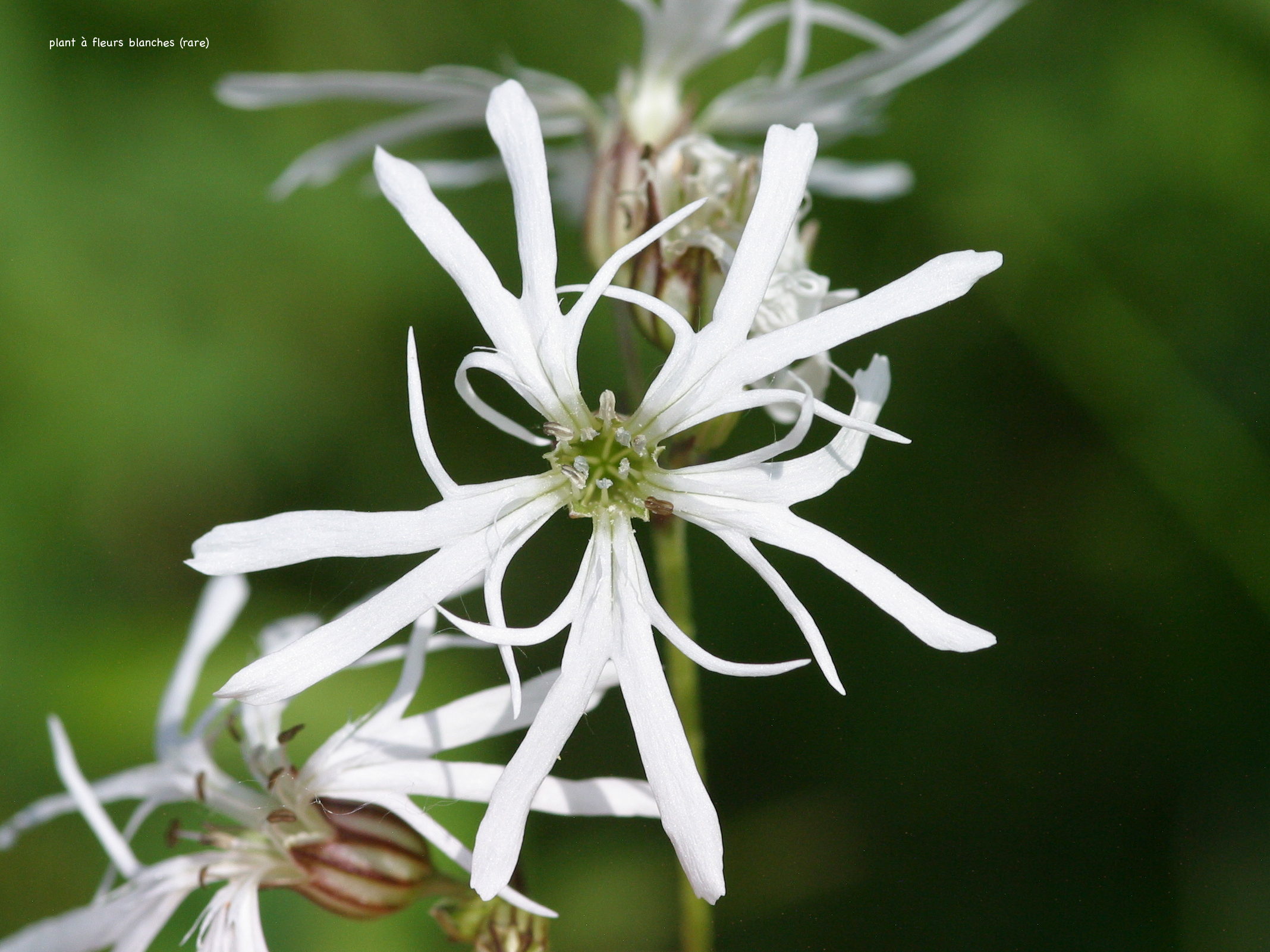 silene_flos-cuculi5bd