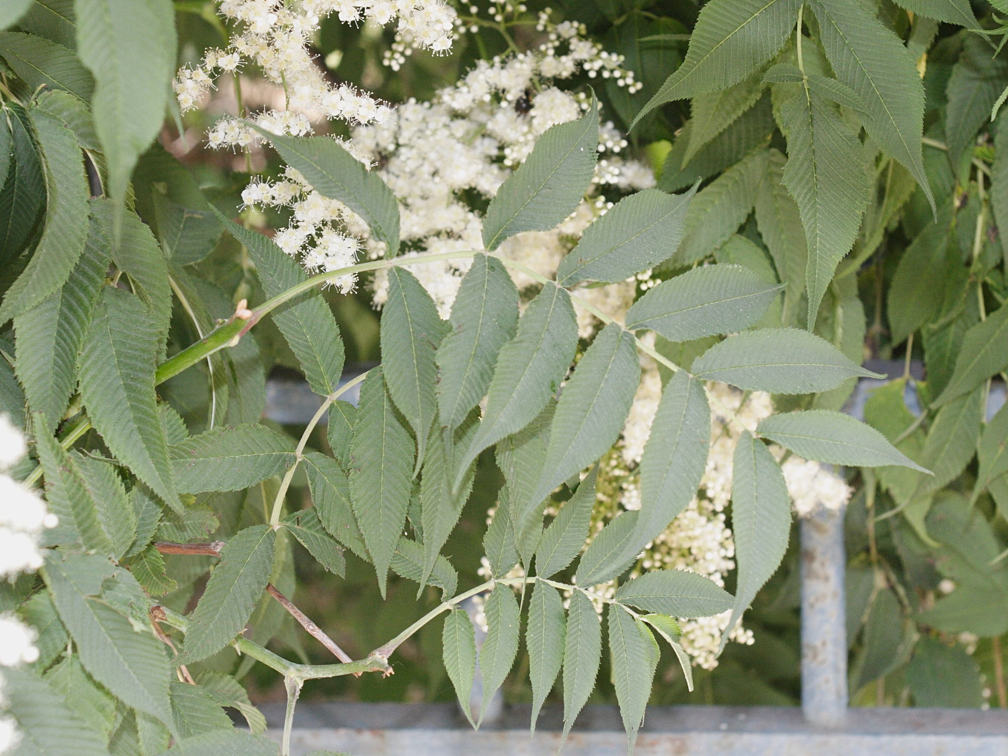 sorbaria_kirilowi3md