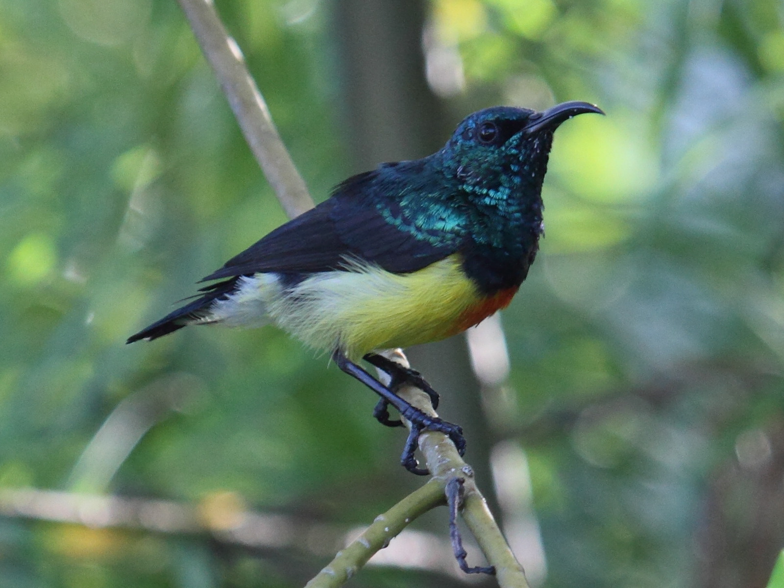 souimanga_de_mayotte_-_cinnyris_coquerellii1bd