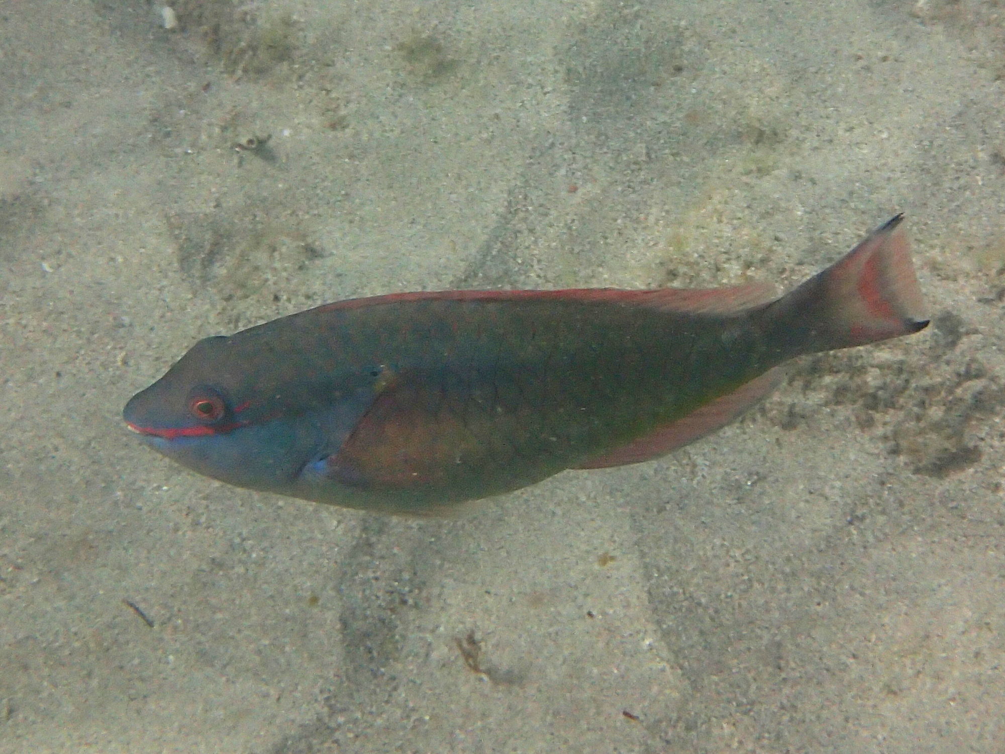 sparisoma_aurofrenatum6sd