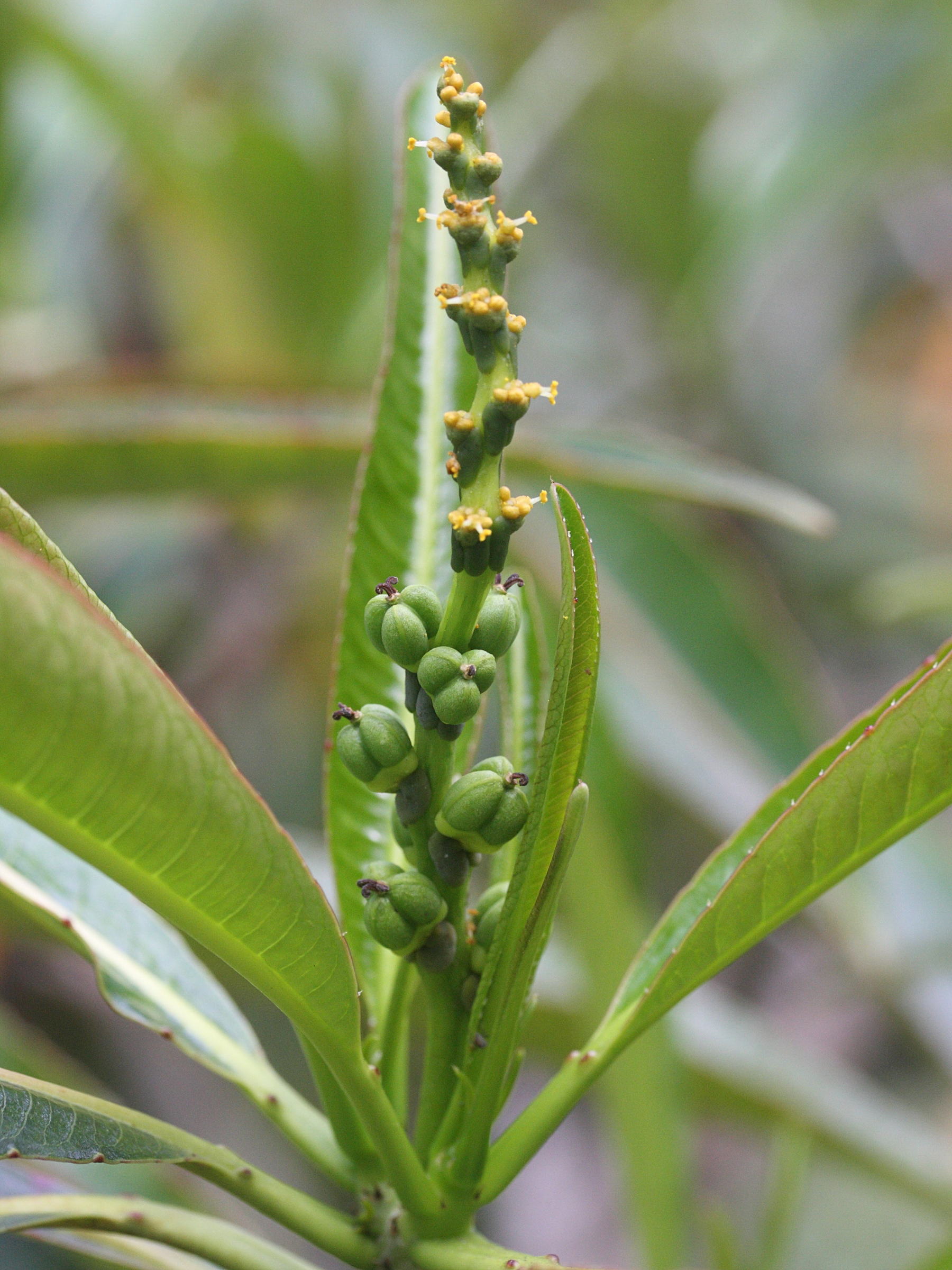 stillingia_lineata2md