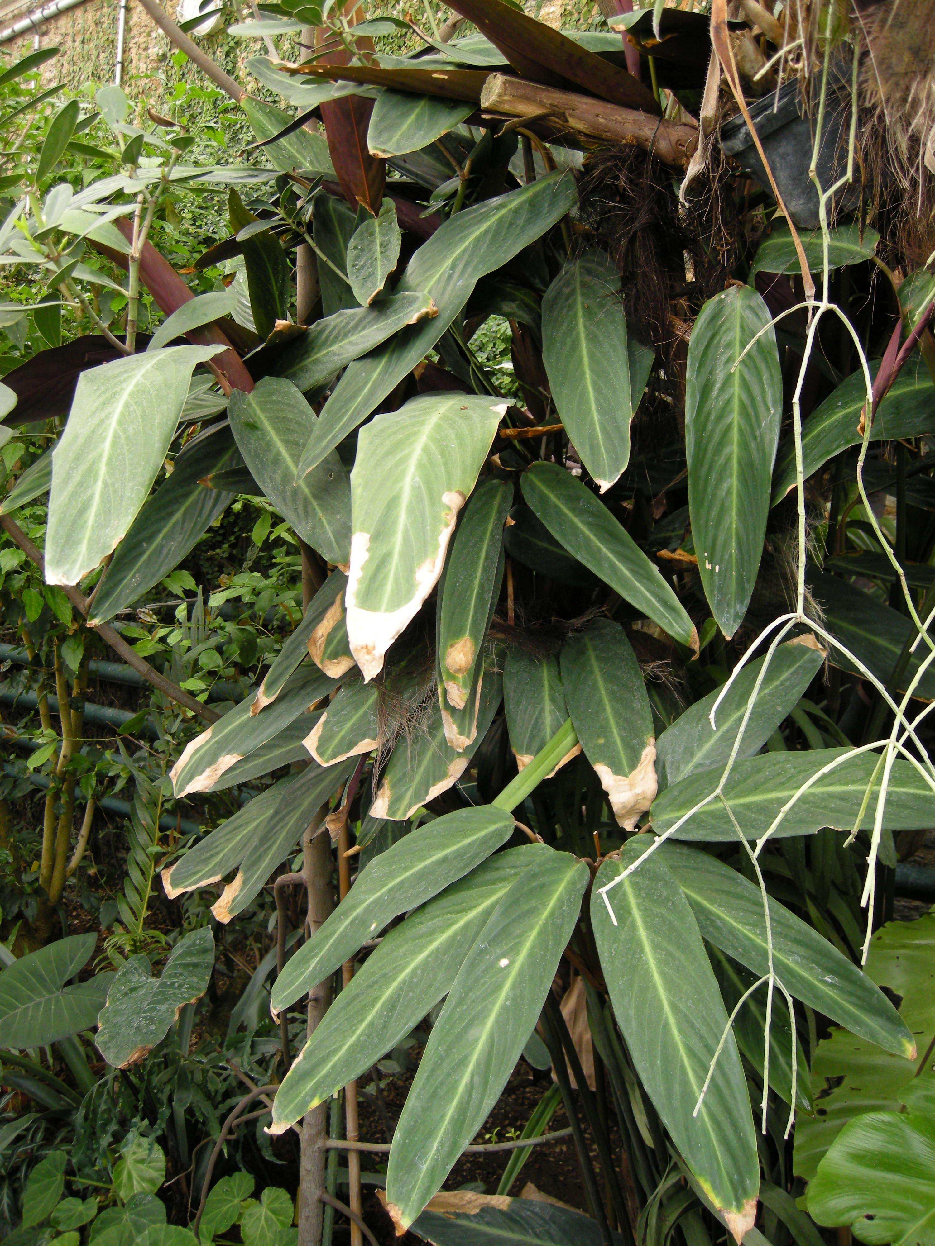 stromanthe_sanguinea1md