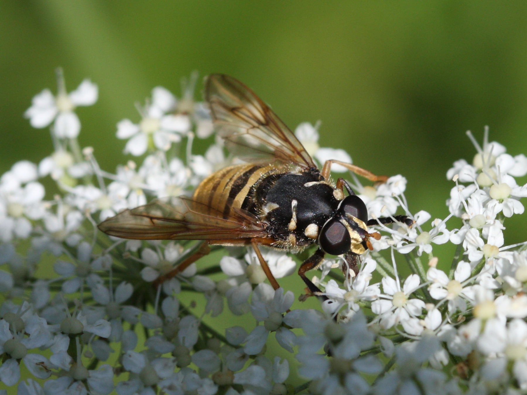 temnostoma_vespiforme2sd