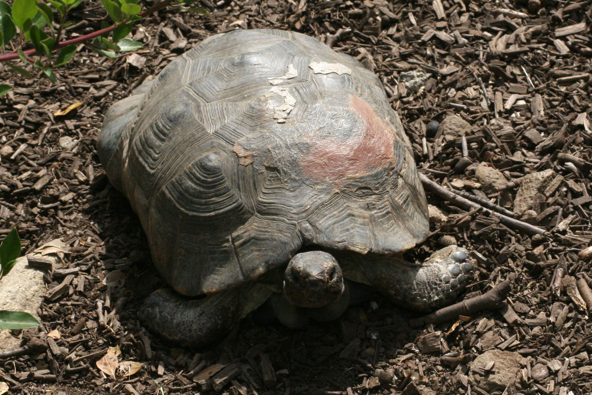 testudo_marginata1md