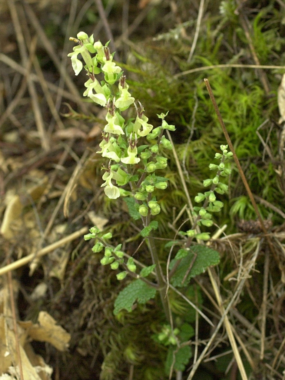 Afficher le média teucrium_scorodonia1md teucrium_scorodonia1md