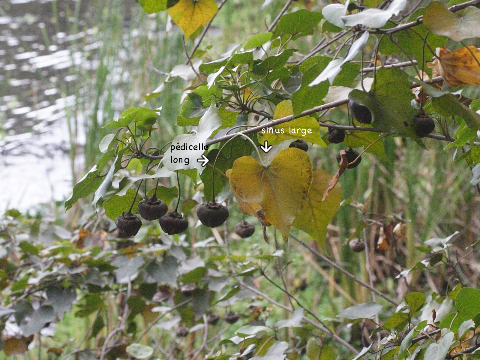 thespesia_populneoides6md