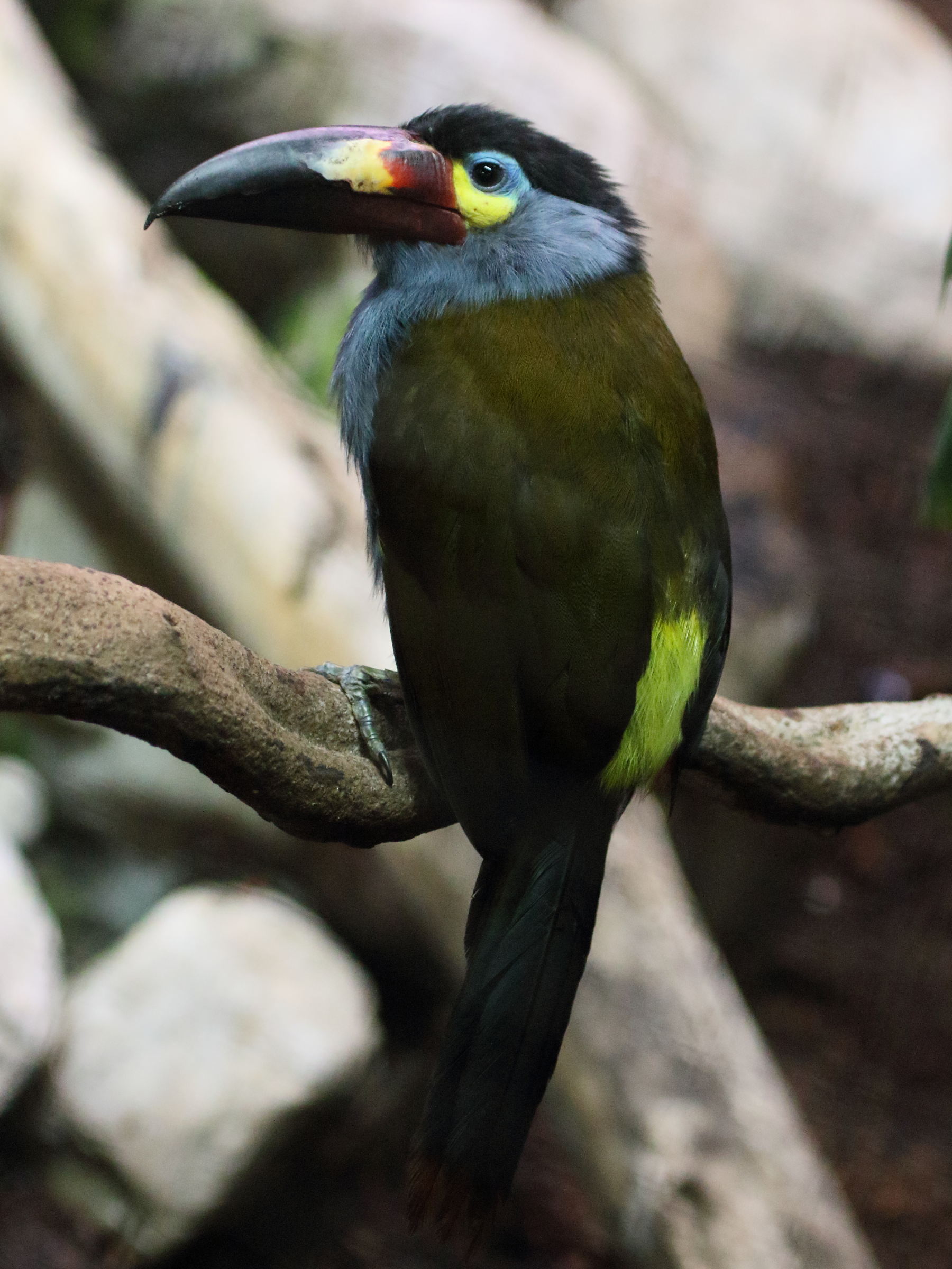 toucan_montagnard_-_andigena_laminirostris2bd