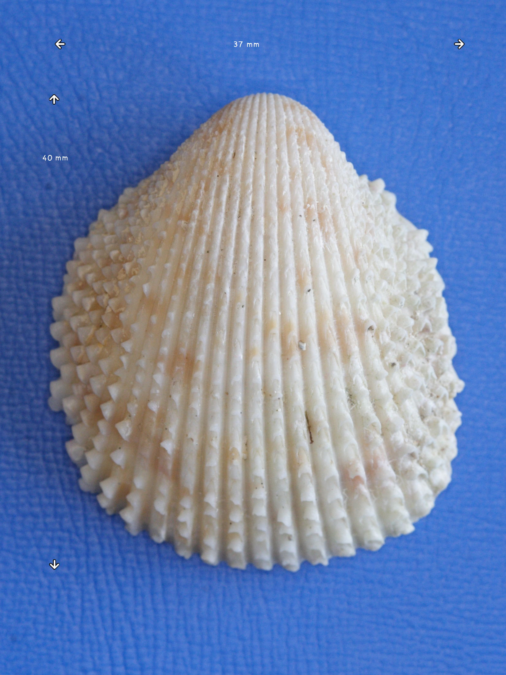 trachycardium_muricatum1md