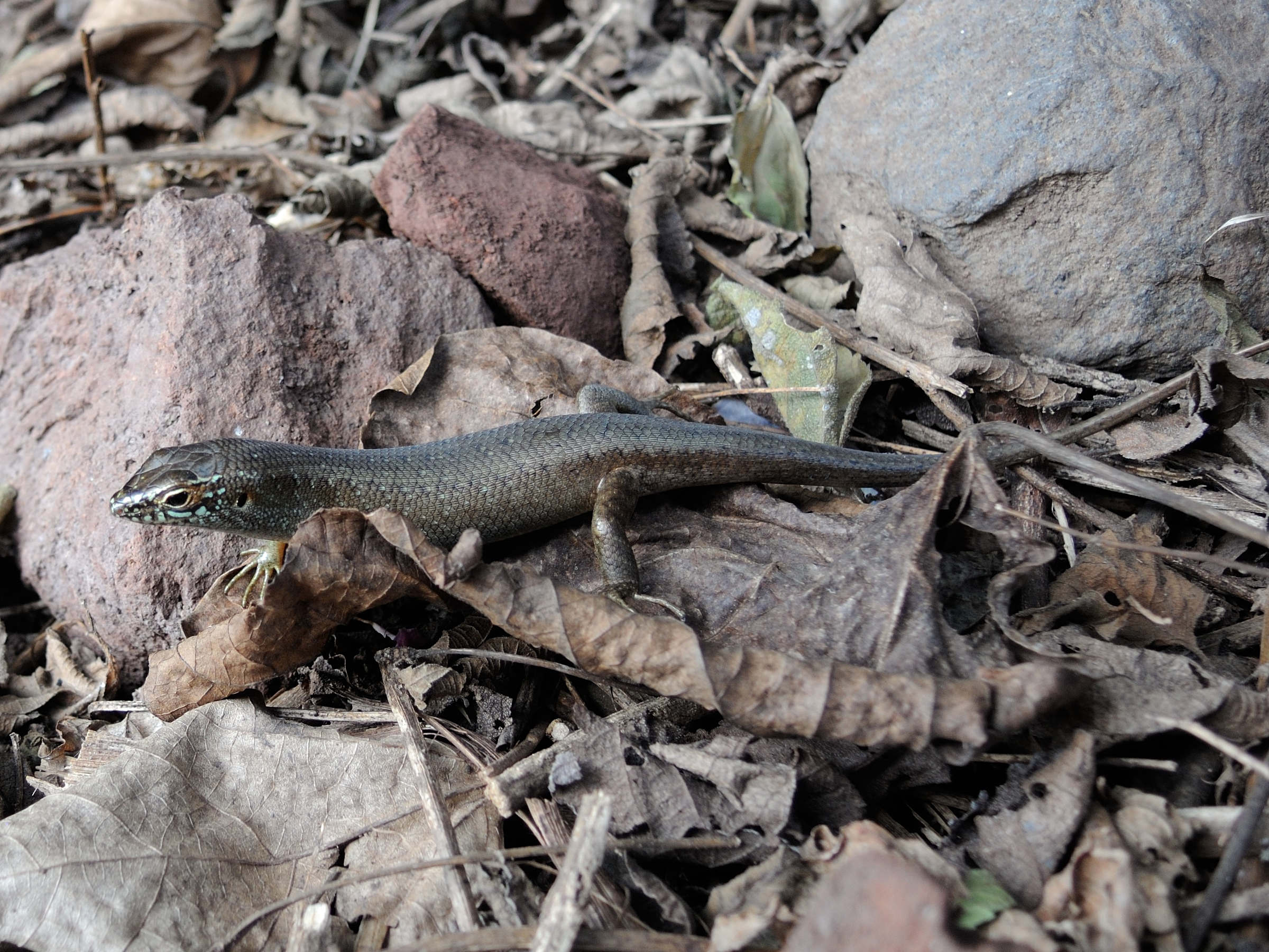 trachylepis_maculilabris_comorensis3md