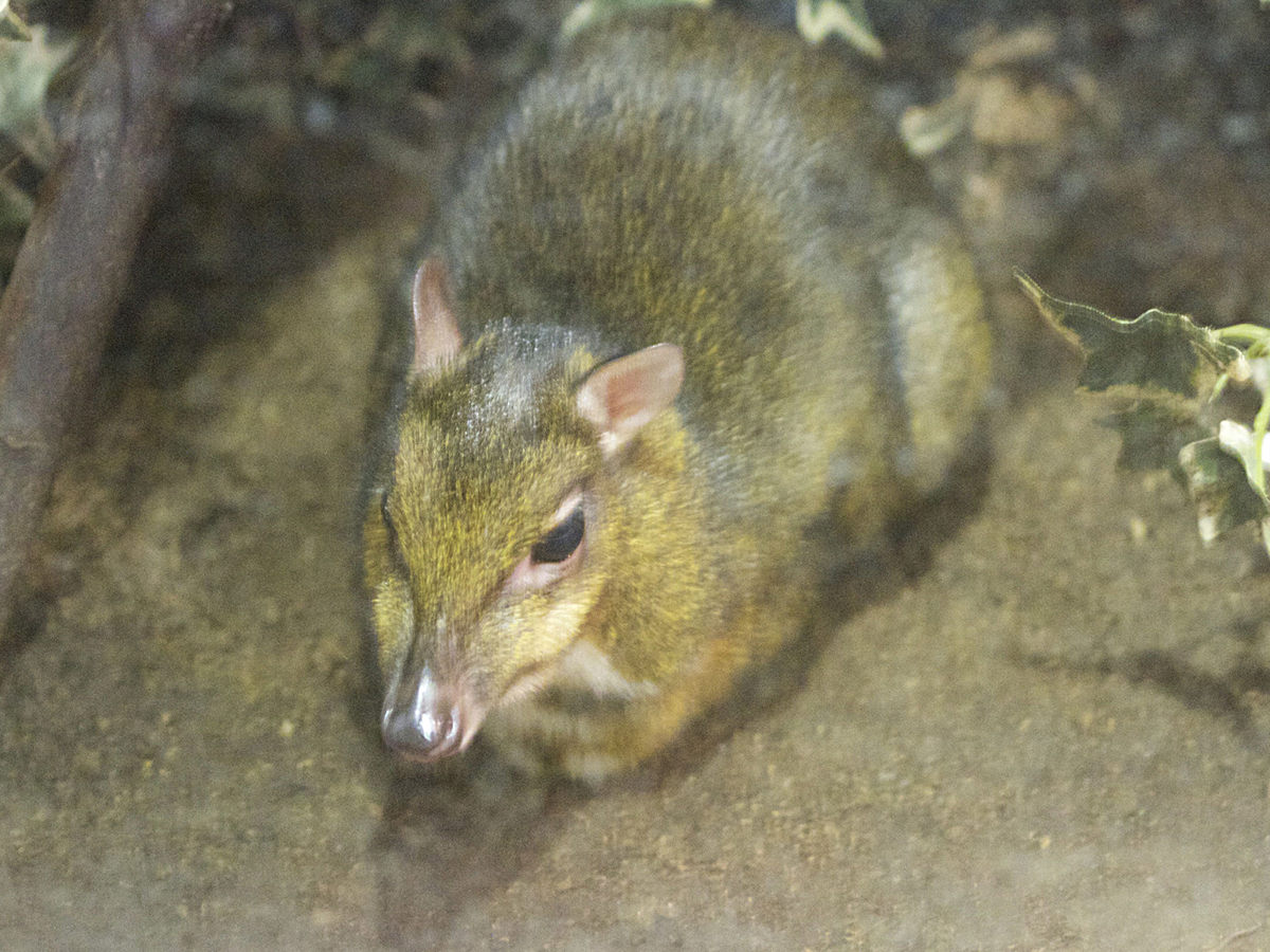 tragulus_javanicus3bd