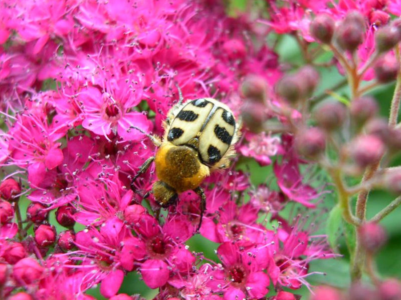 Afficher le média trichius_rosaceus3fca trichius_rosaceus3fca