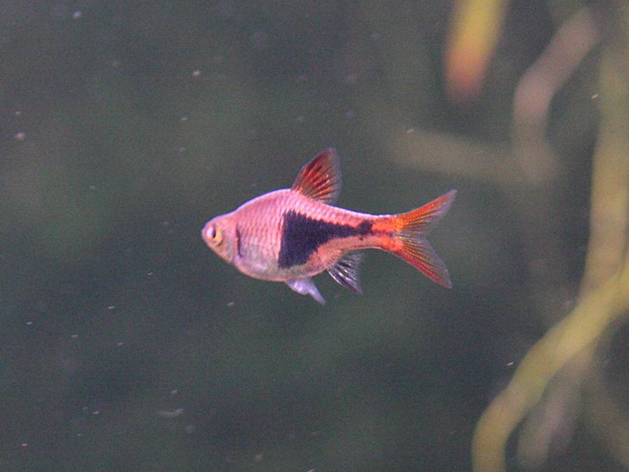 Afficher le média trigonostigma_heteromorpha1bd trigonostigma_heteromorpha1bd