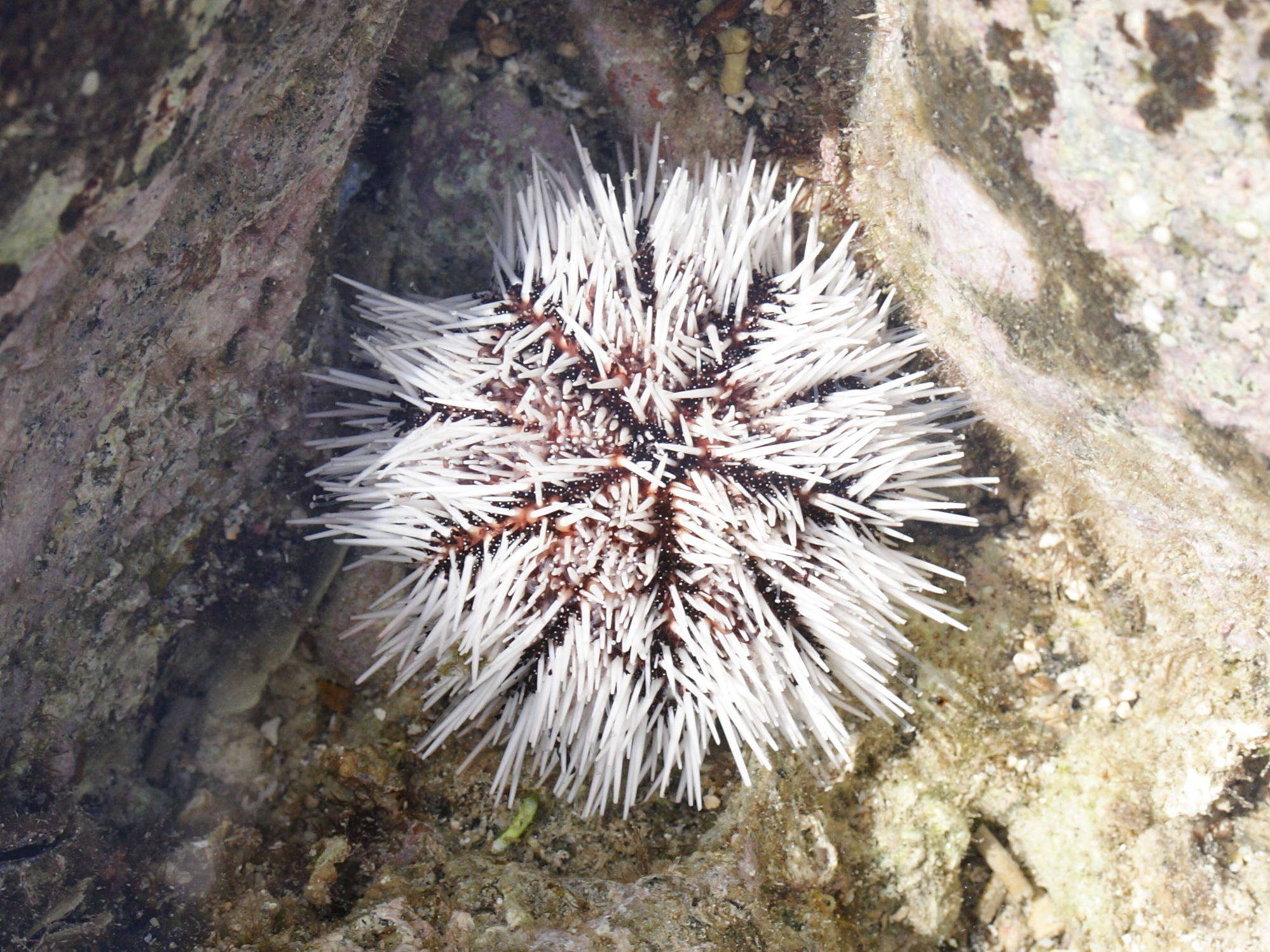 tripneustes_ventricosus2md