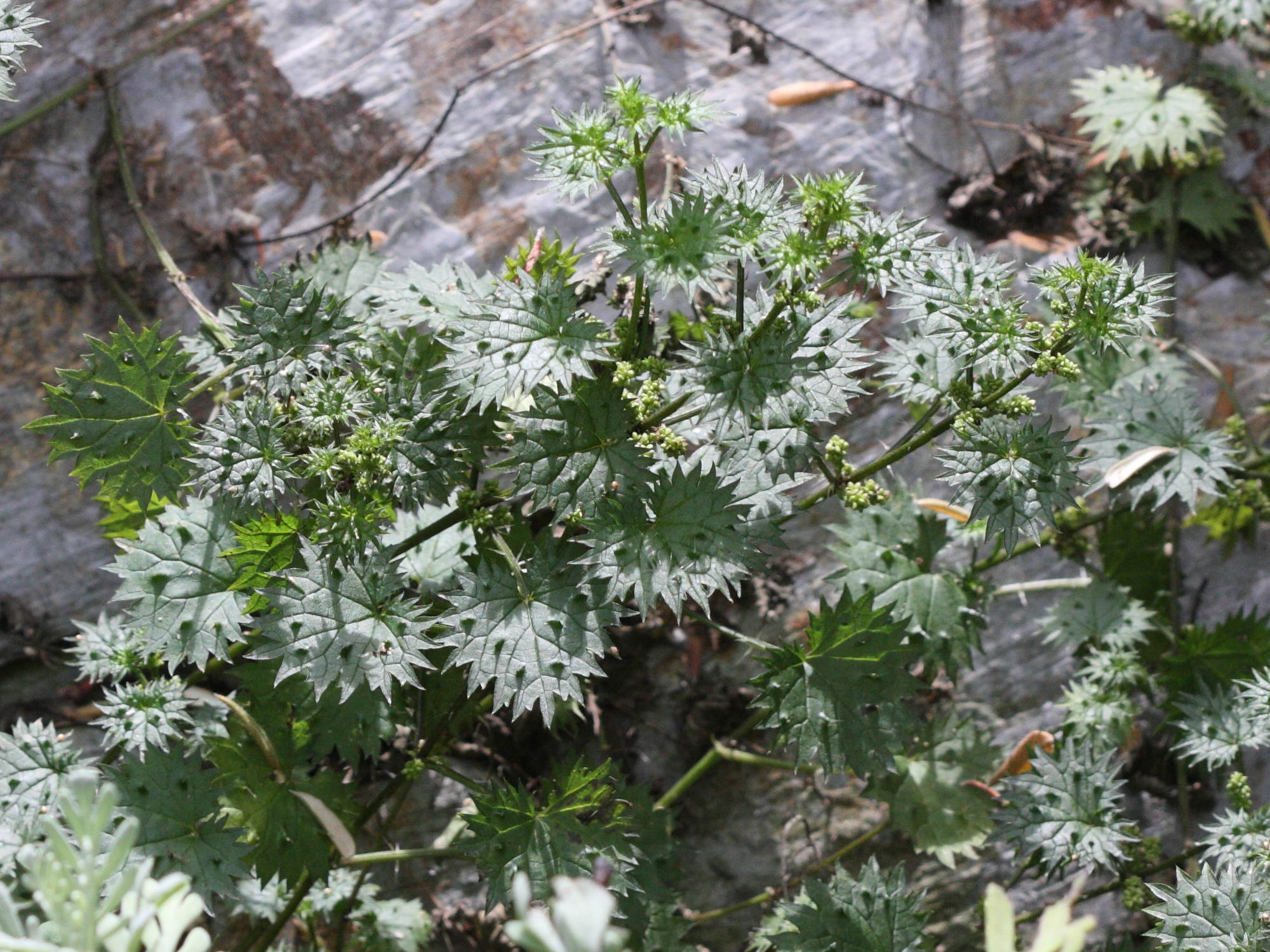 Afficher le média urtica_atrovirens_bianorii1bd urtica_atrovirens_bianorii1bd