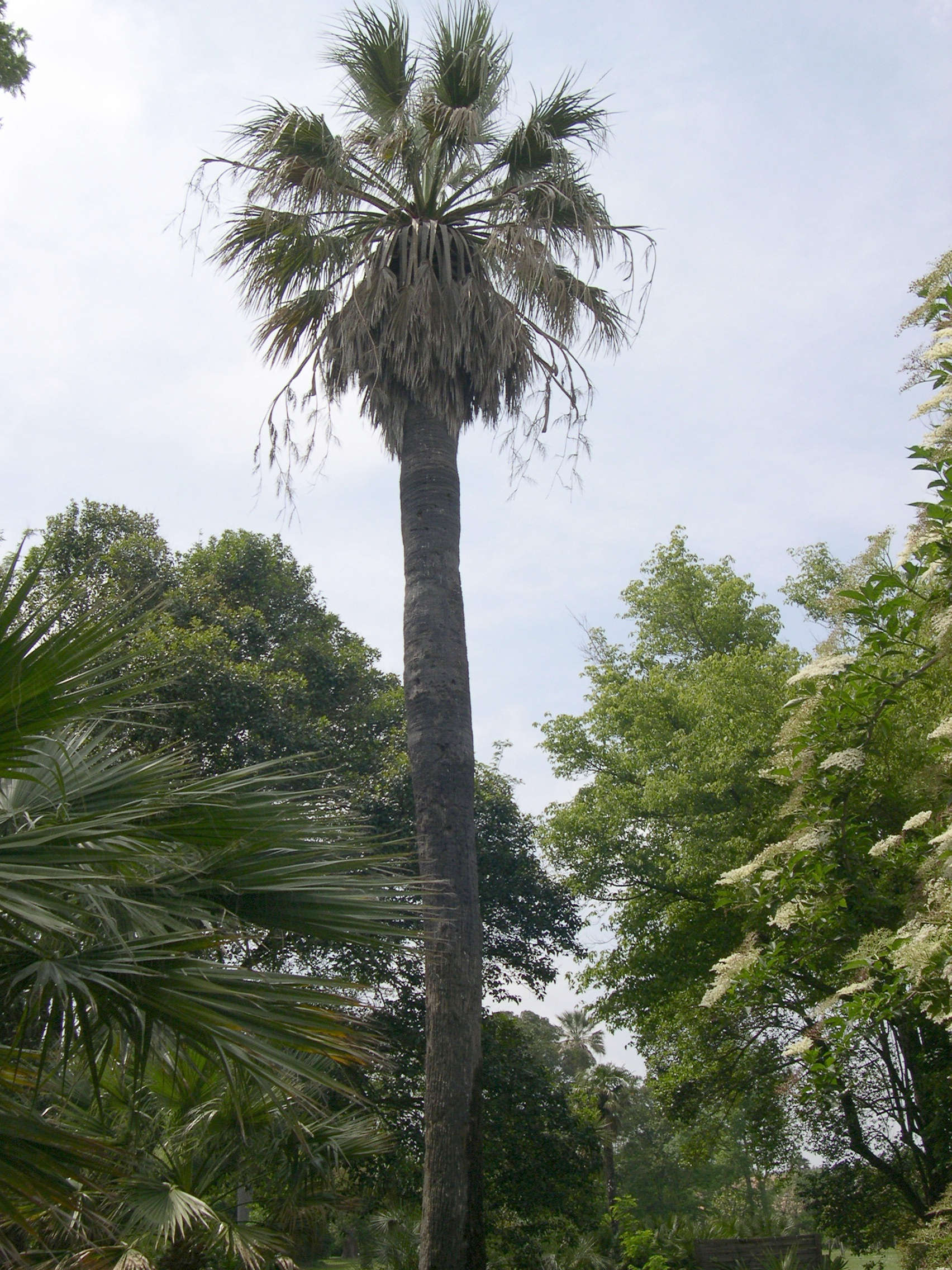 washingtonia_filifera1amd