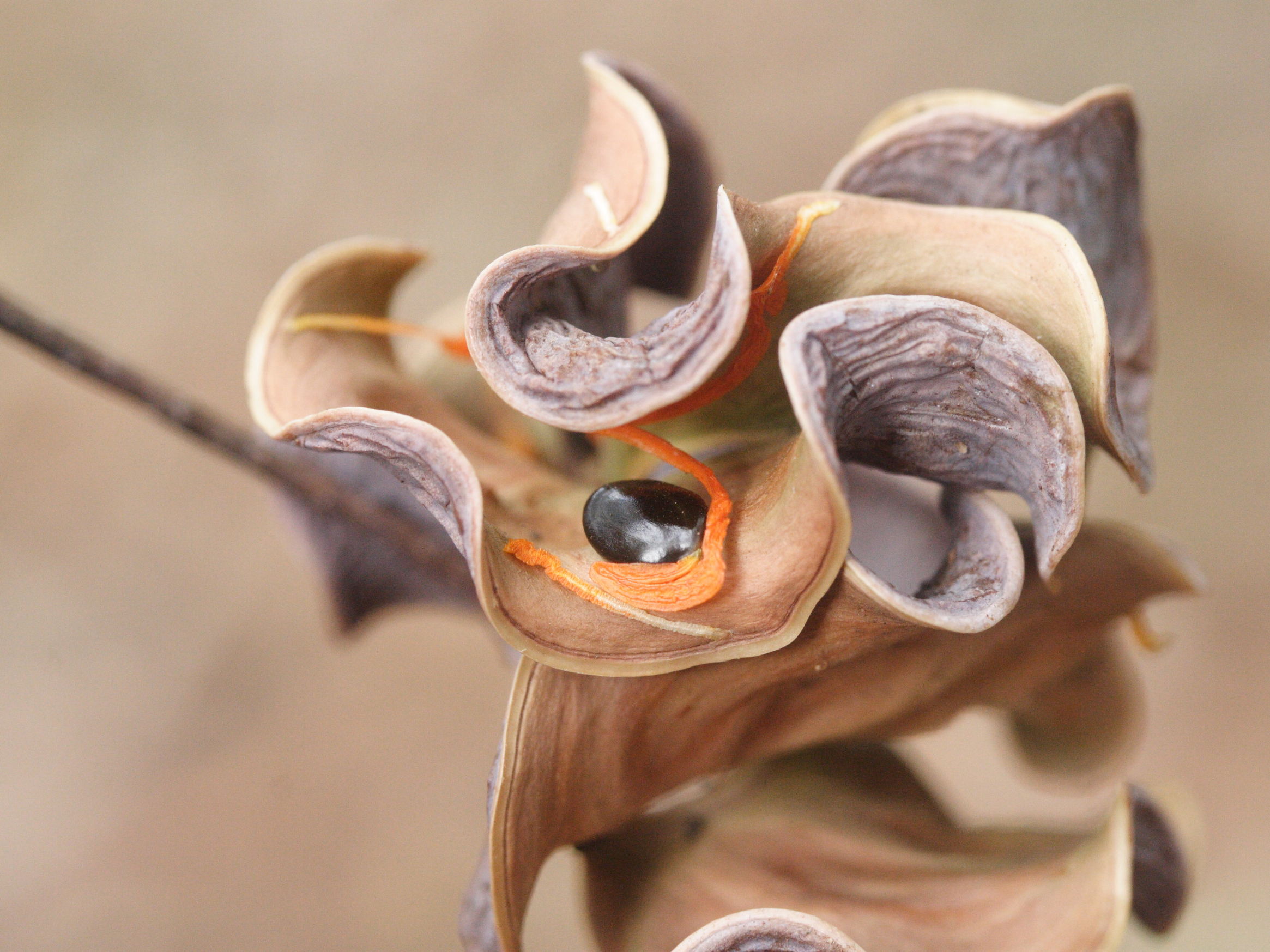 acacia_auriculiformis4amd