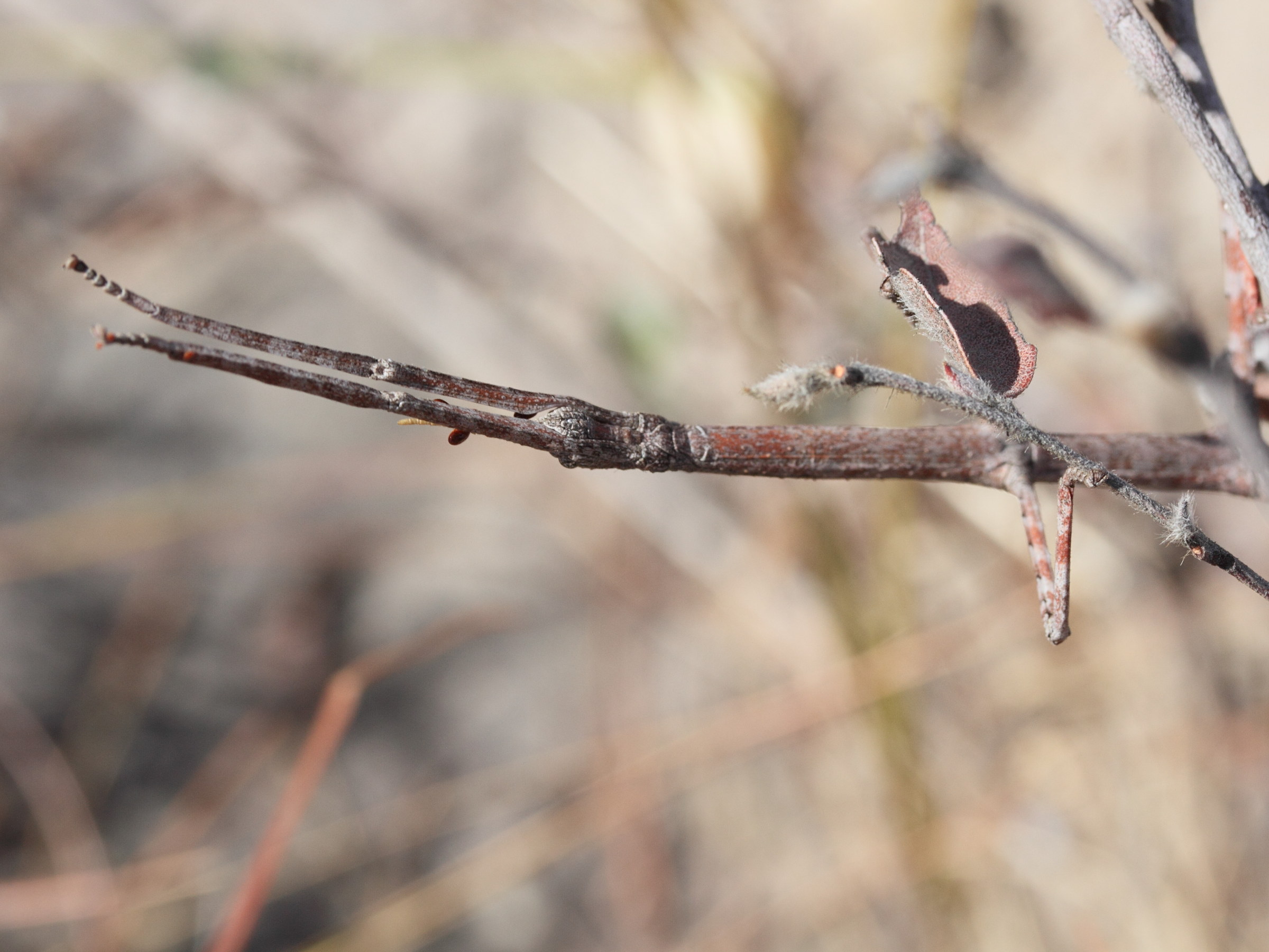 achrioptera_impennis2md