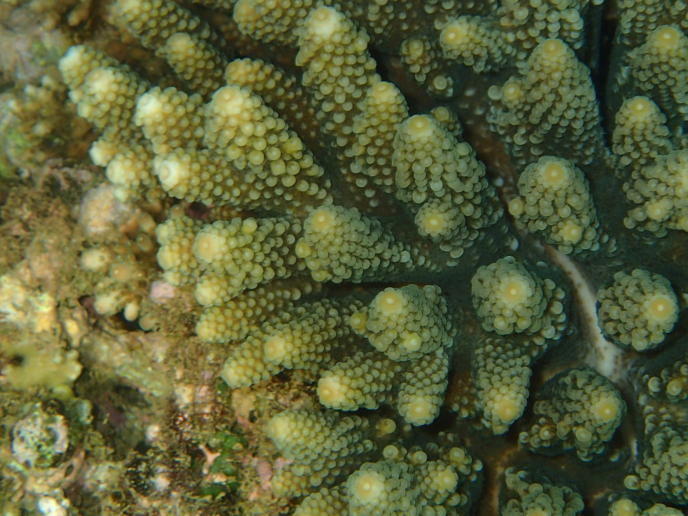 Afficher le média acropora_humilis3bd acropora_humilis3bd