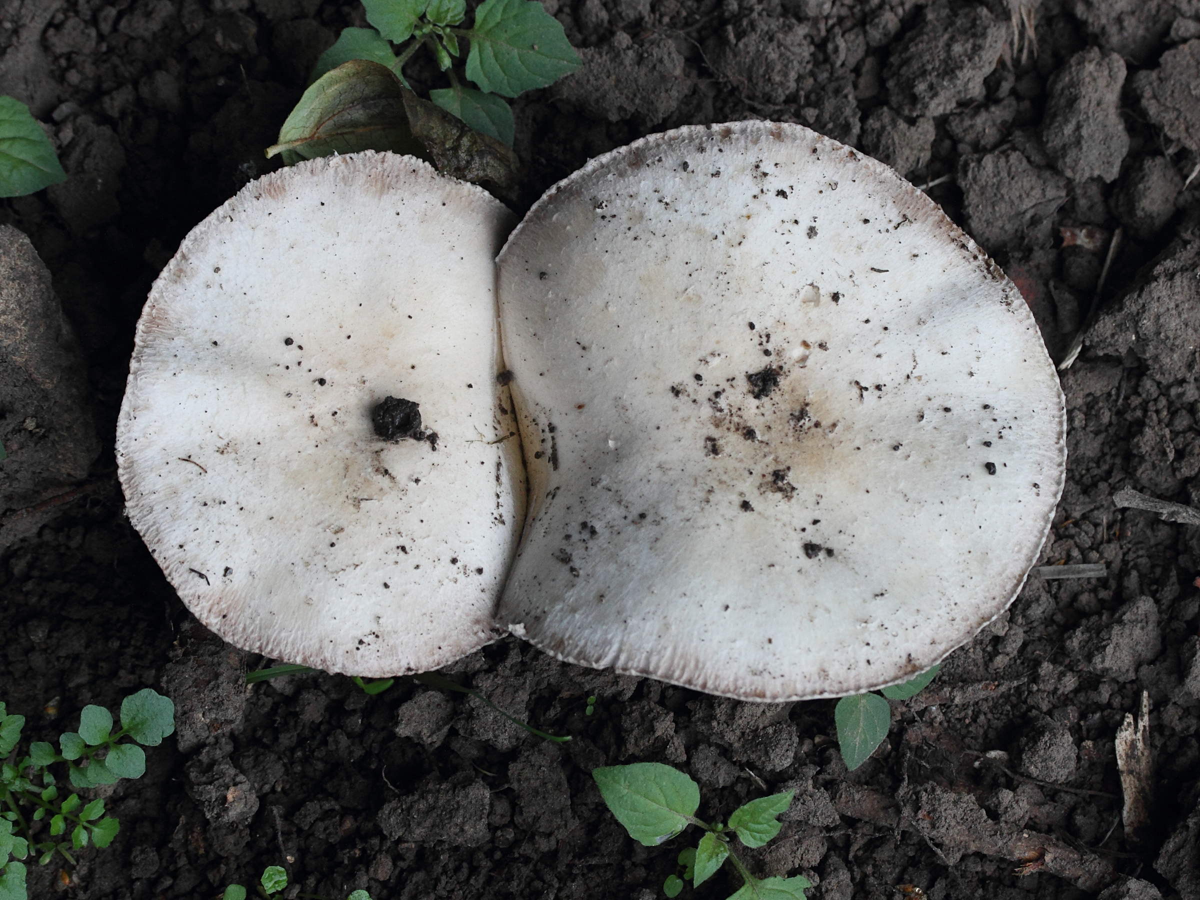 agaricus_silvicola6md