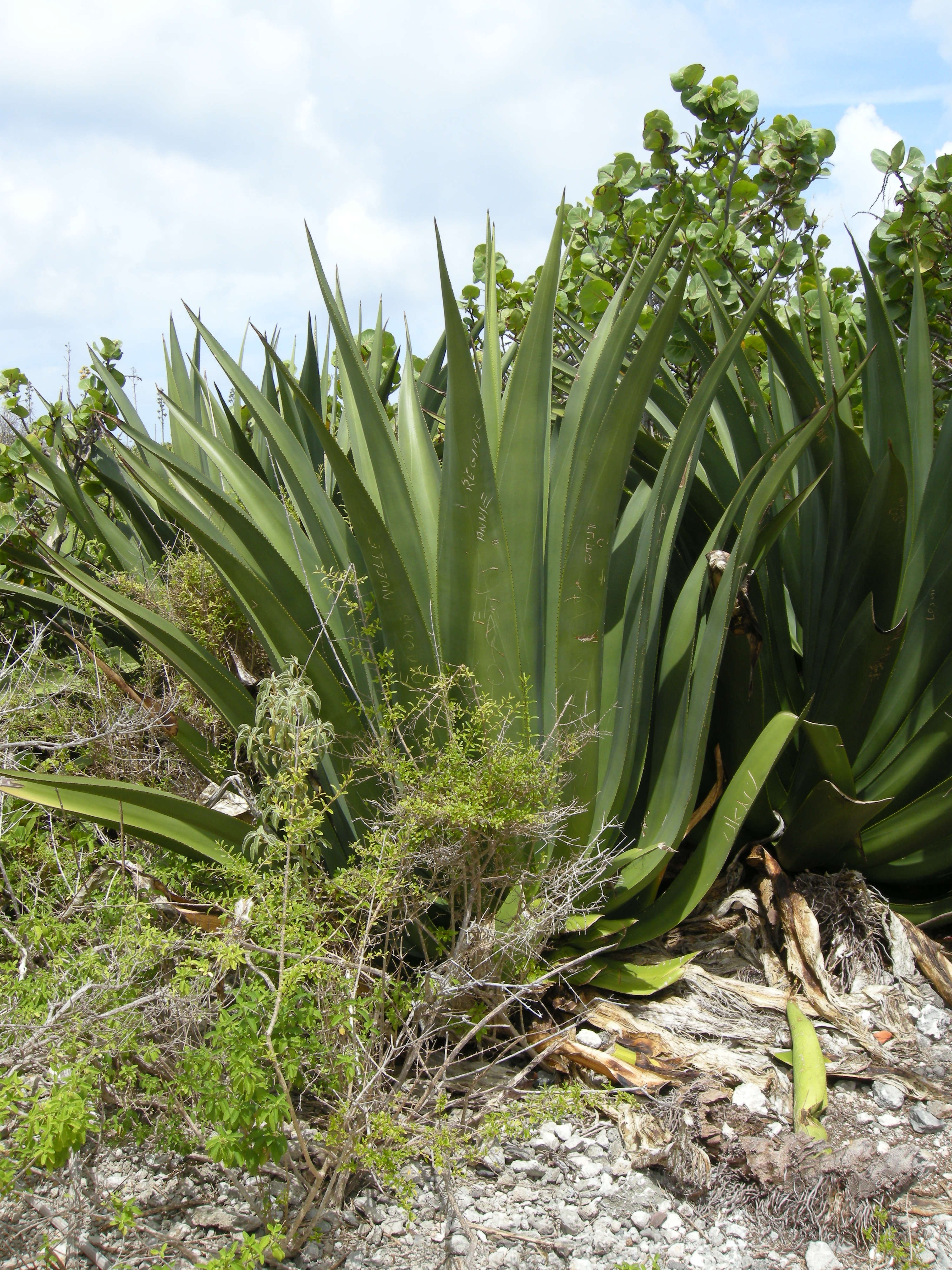 agave_karatto2md
