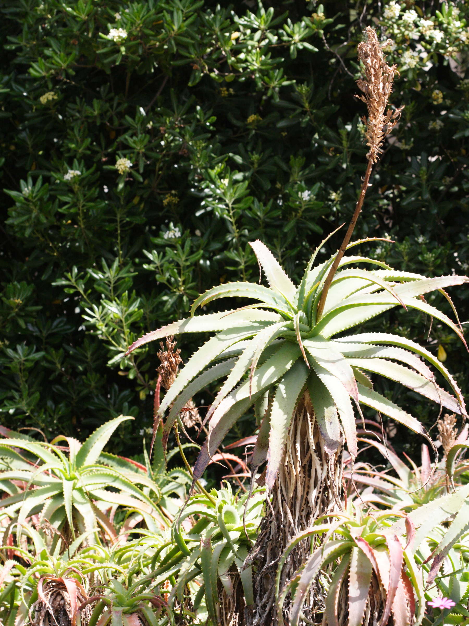 Afficher le média aloe_arborescens1md aloe_arborescens1md