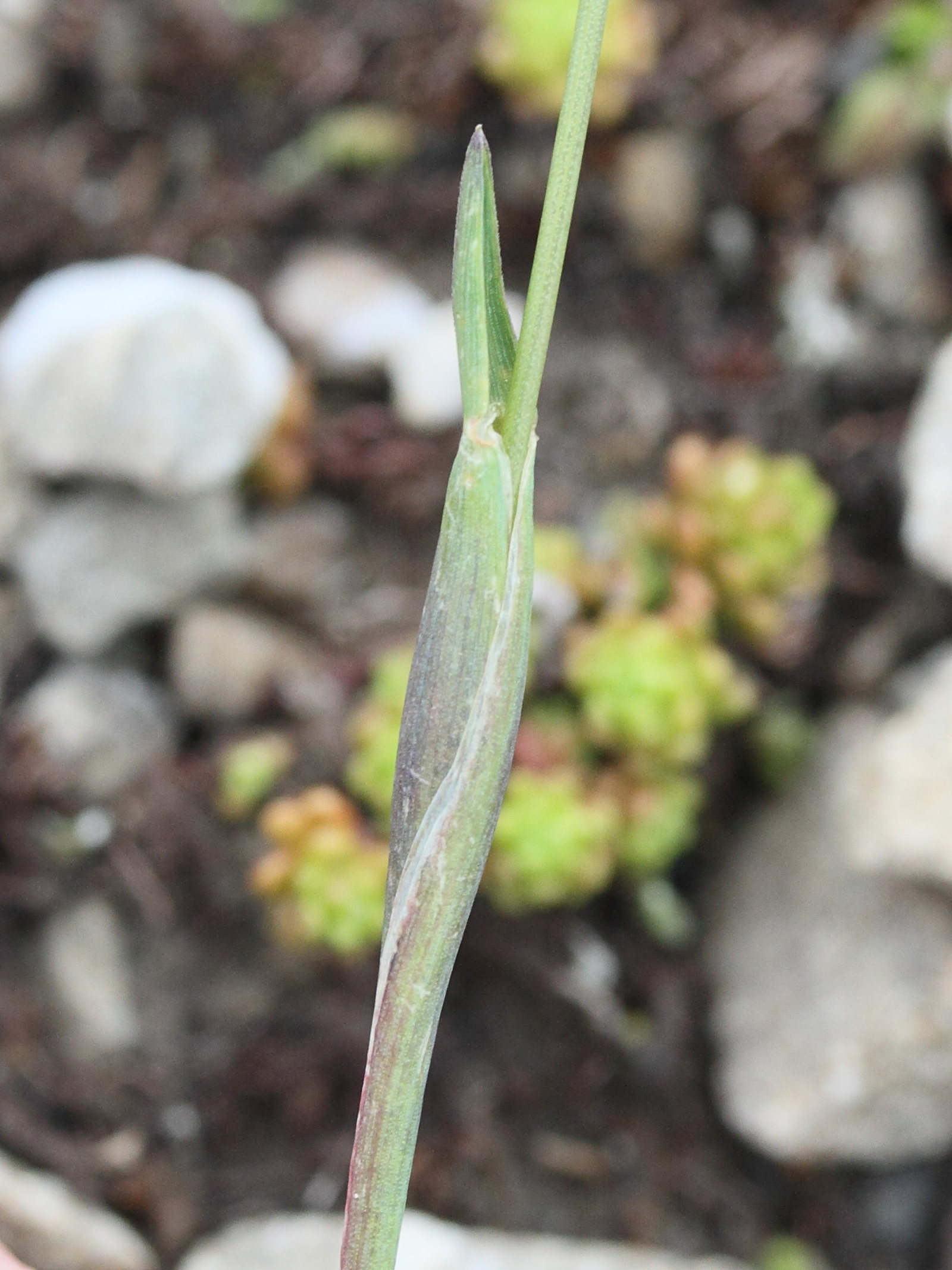 alopecurus_gerardii3md