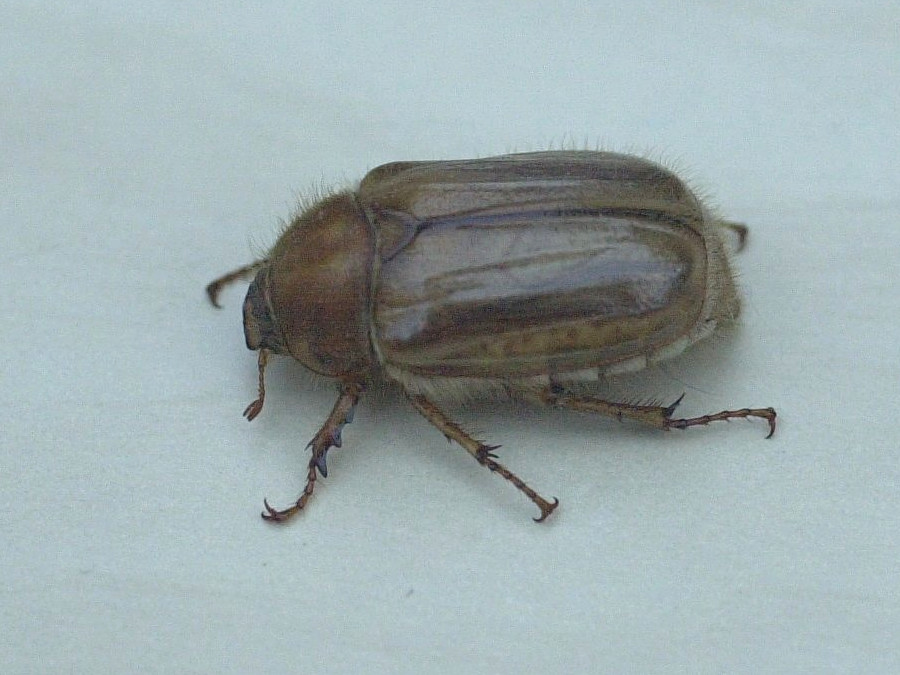 amphimallon_solstitiale3md