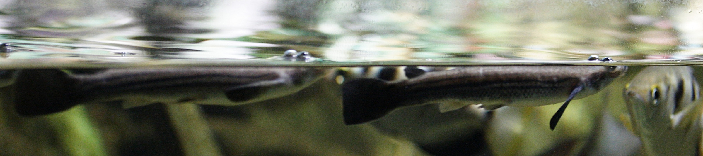 anableps_anableps1md