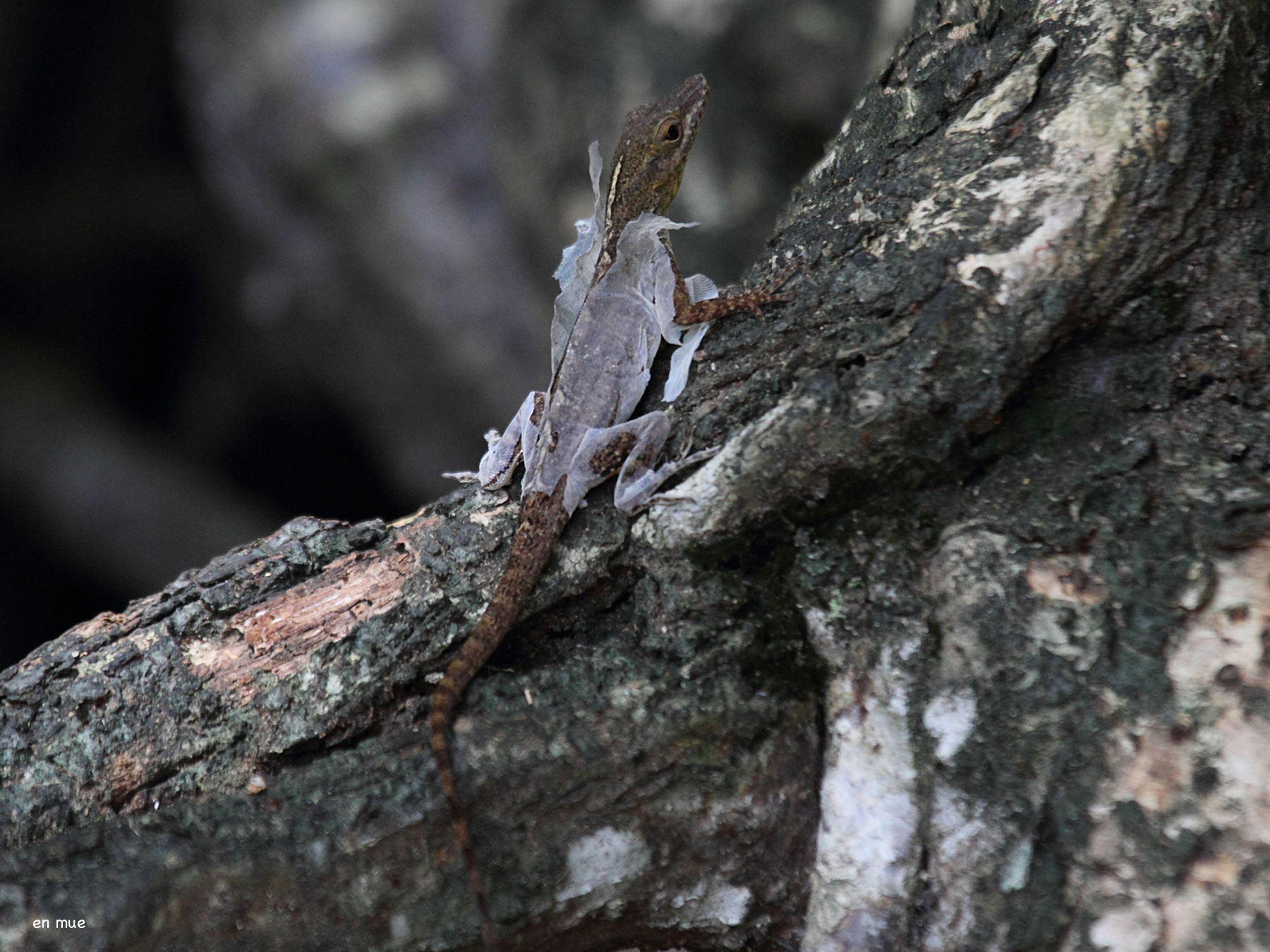 Afficher le média anolis_marmoratus5bd anolis_marmoratus5bd