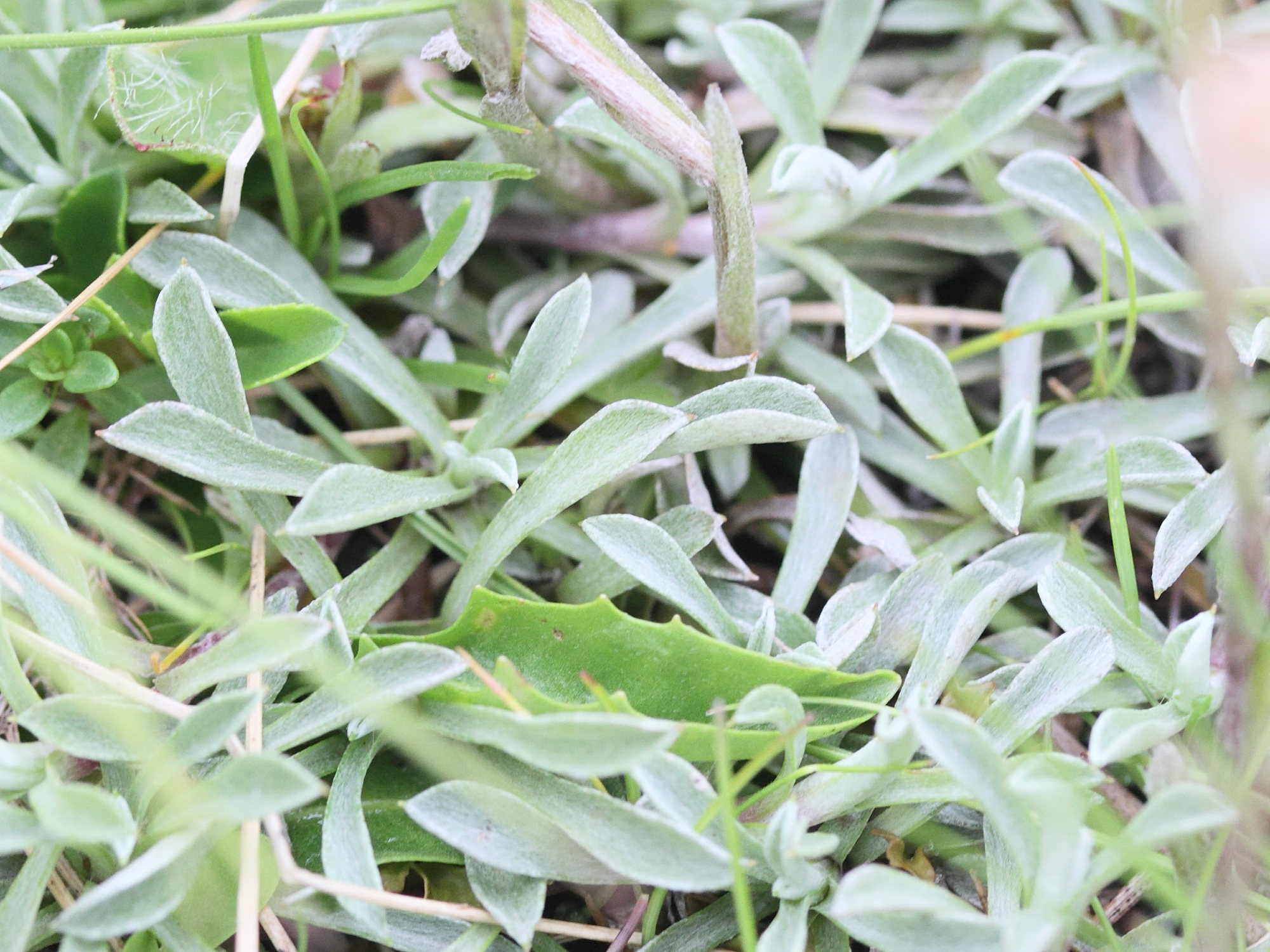 Afficher le média antennaria_dioica5md antennaria_dioica5md