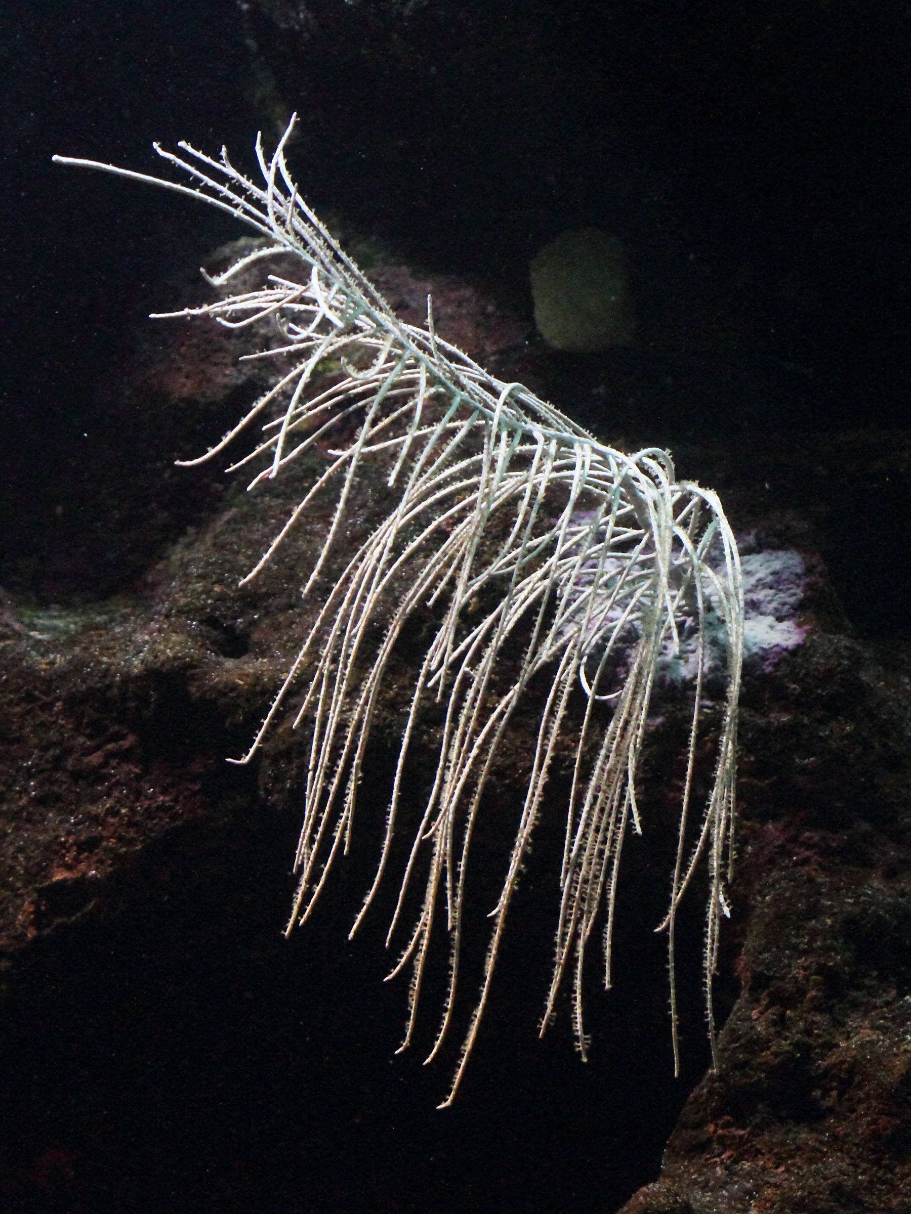 antillogorgia_bipinnata2bd