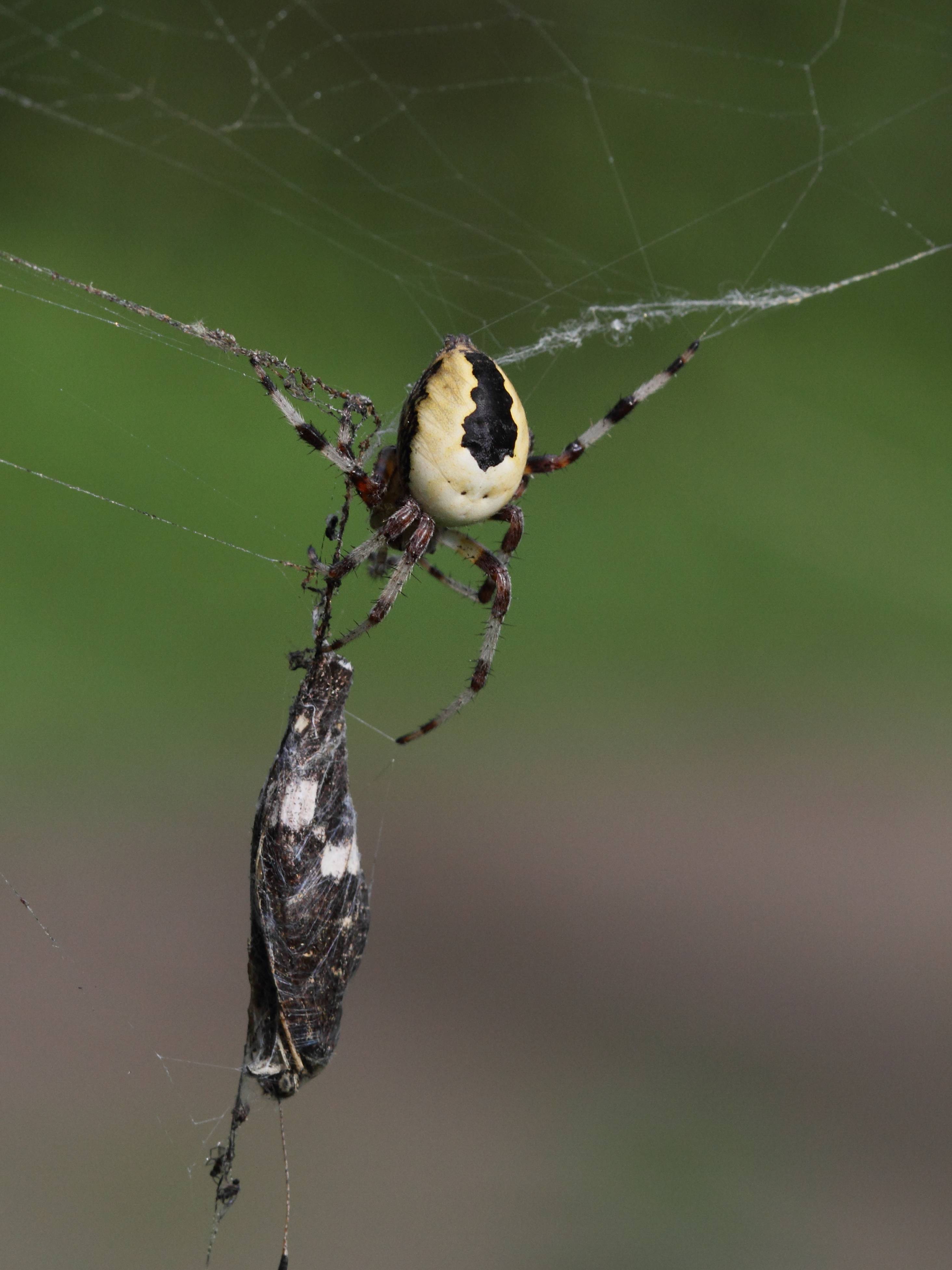 araneus_marmoreus1bd