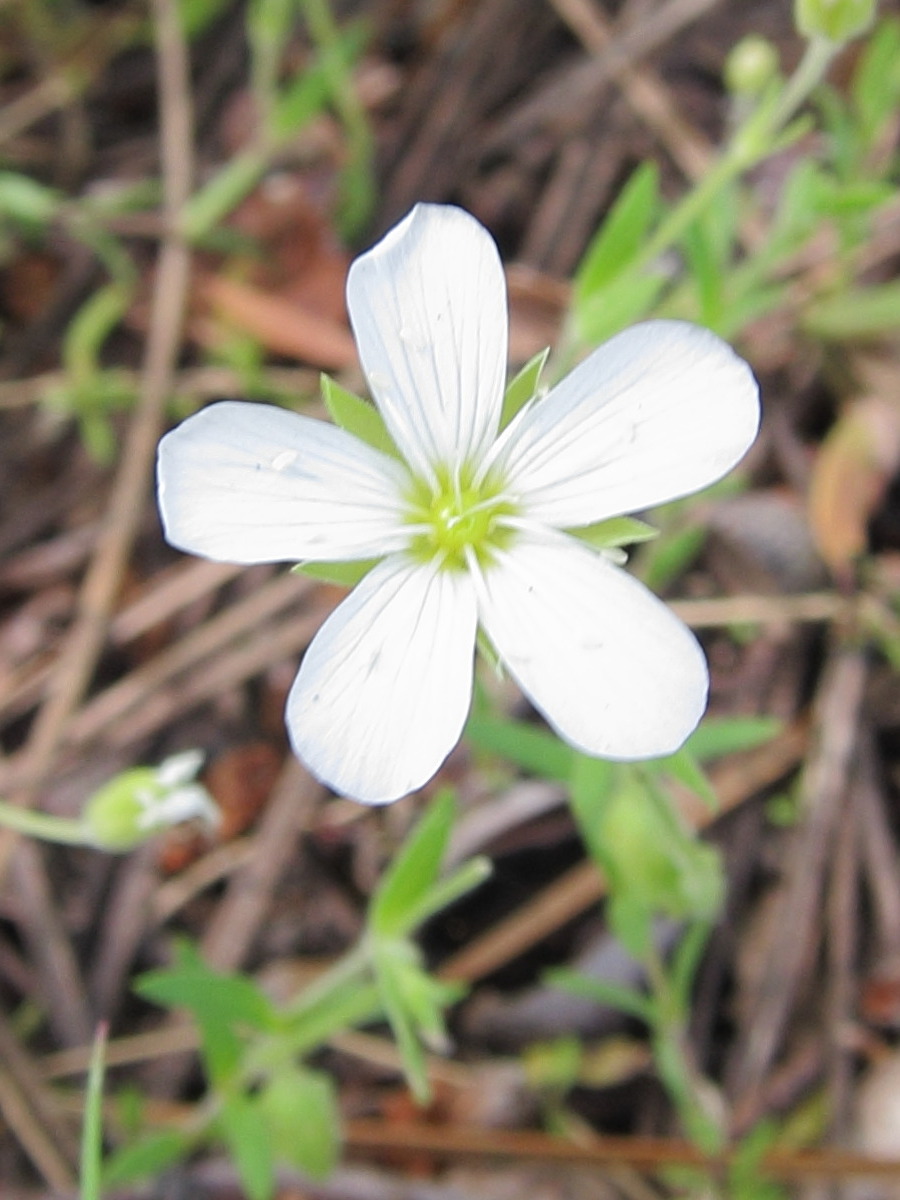 arenaria_montana2bbd