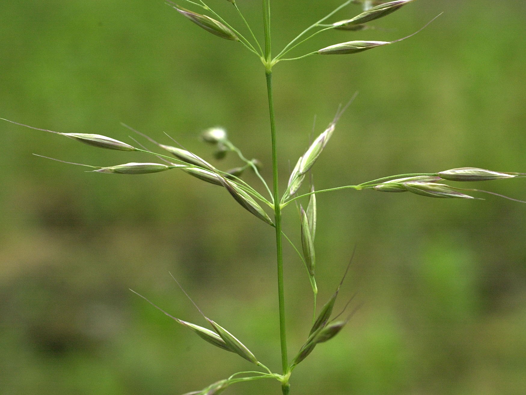 arrhenatherum_elatius2md