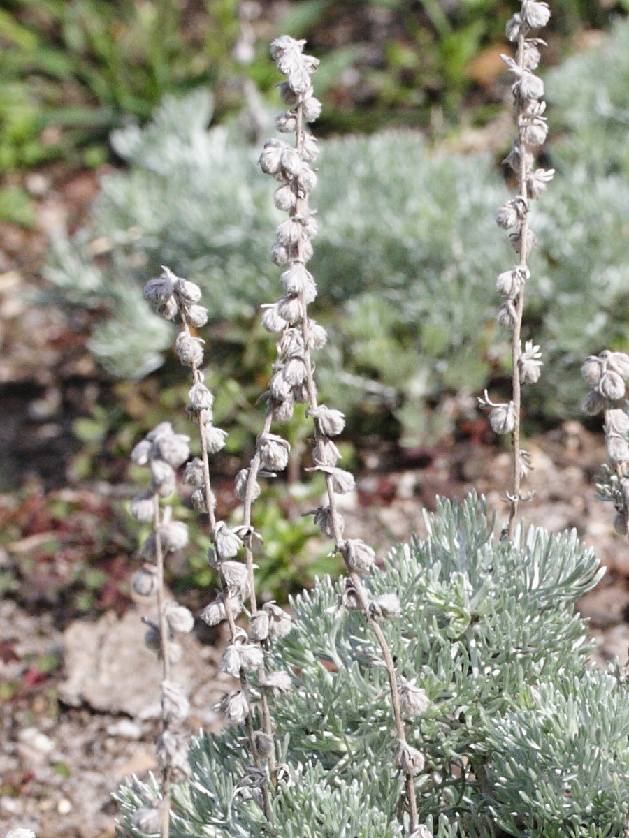 artemisia_eriantha2md