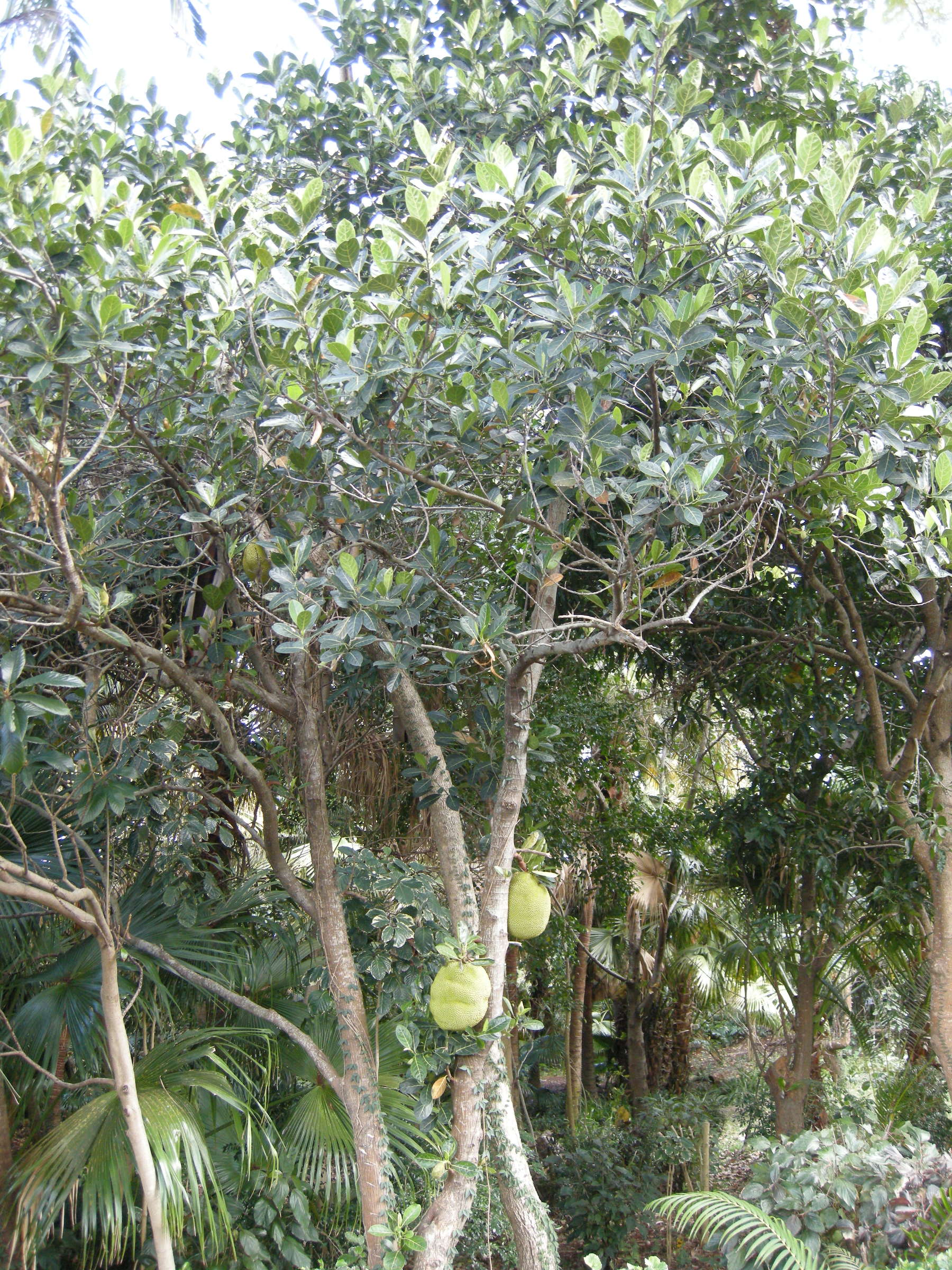 artocarpus_heterophyllus4md