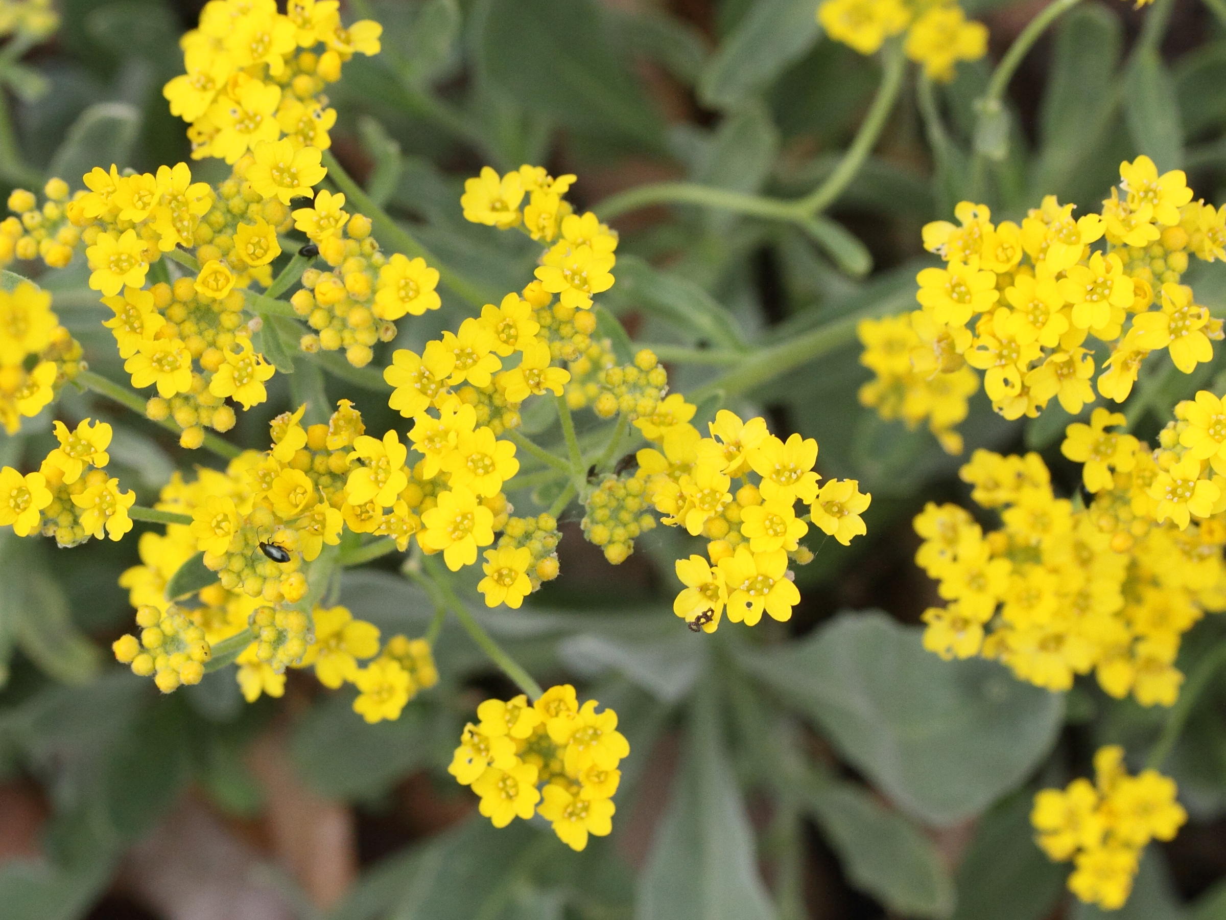 Afficher le média aurinia_saxatilis2md aurinia_saxatilis2md